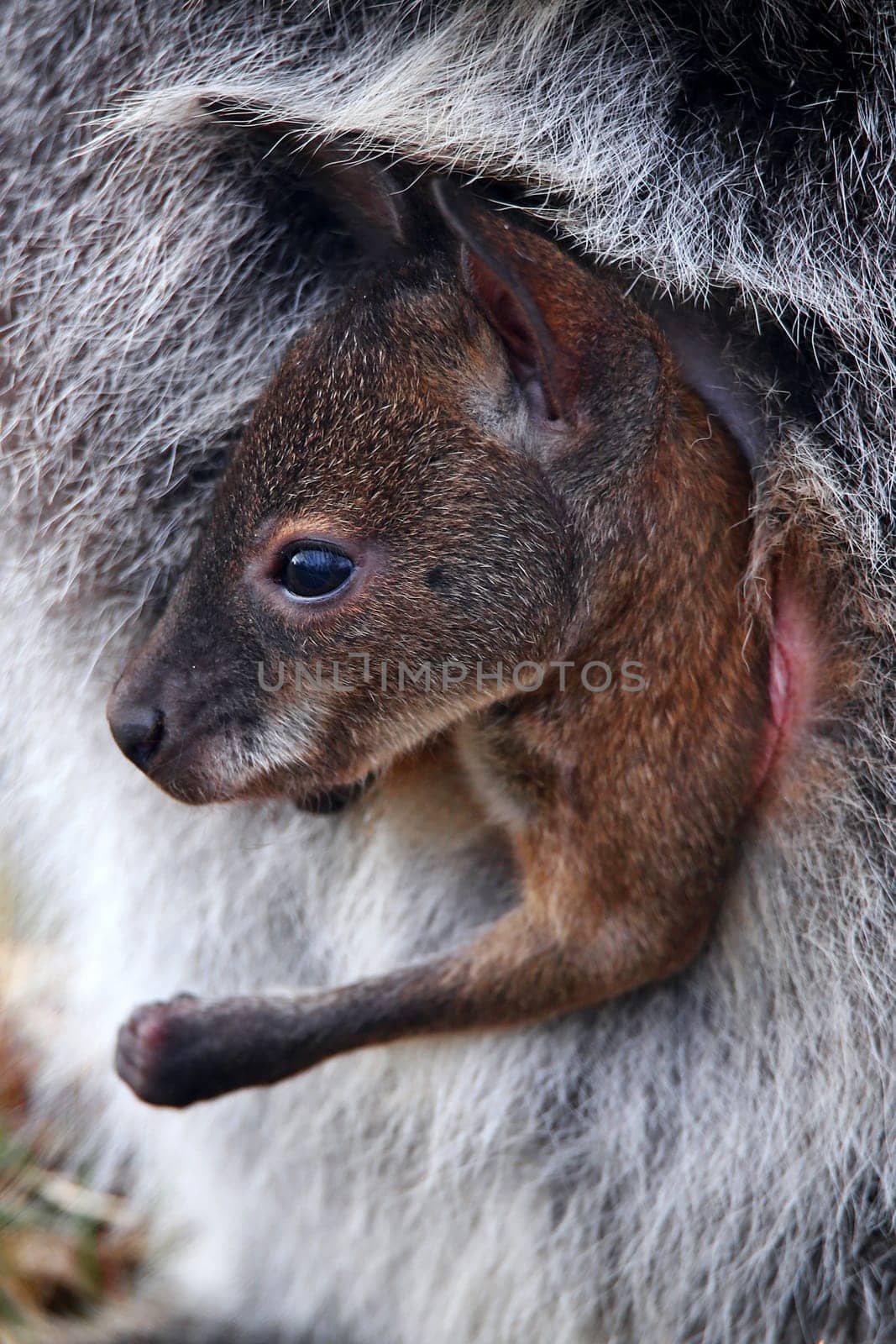 Kangaroo Baby Joey in the mother's pouch - Red-necked Wallaby Macropus rufogriseus