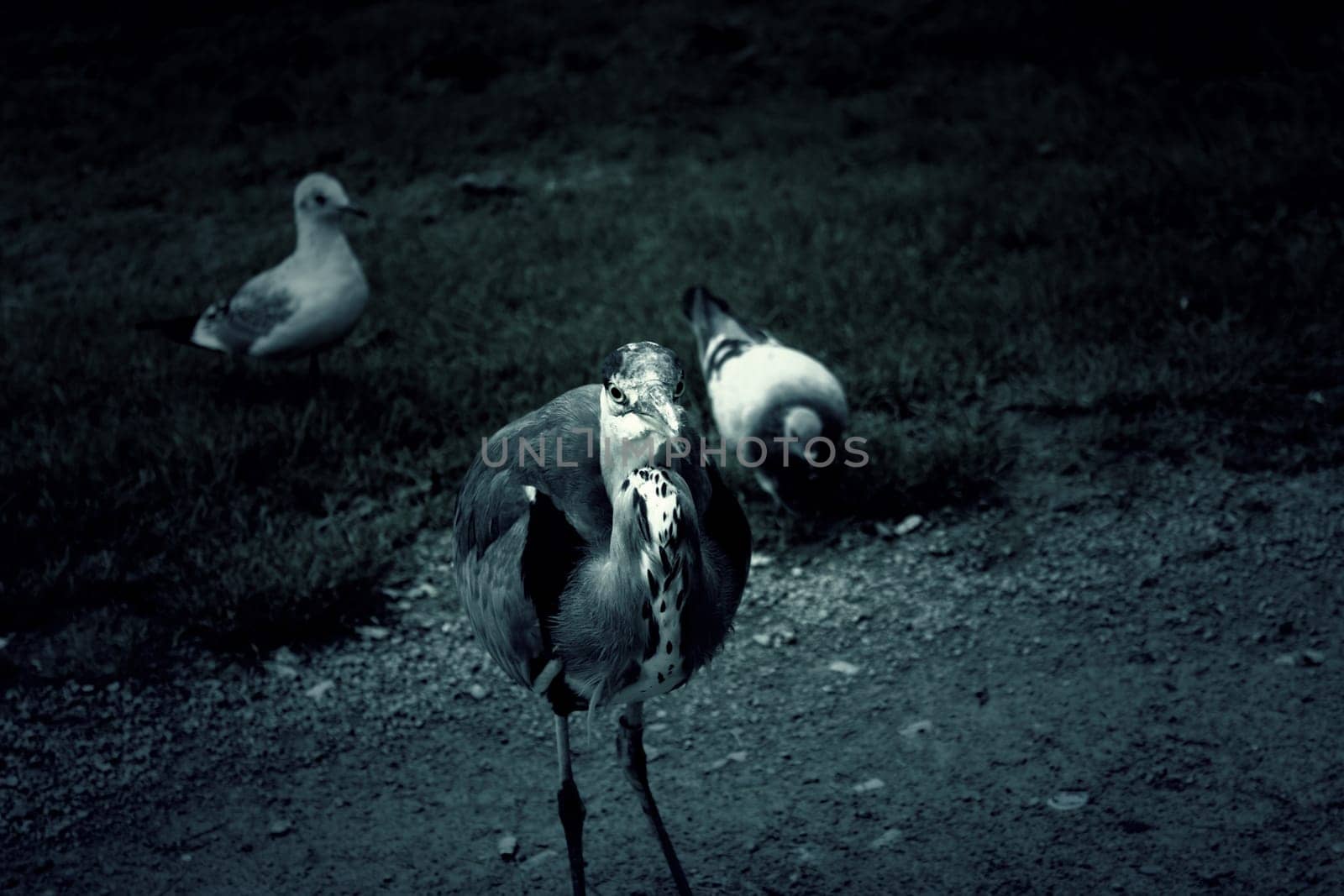 Heron in natural park, birds in danger of extinction, animals