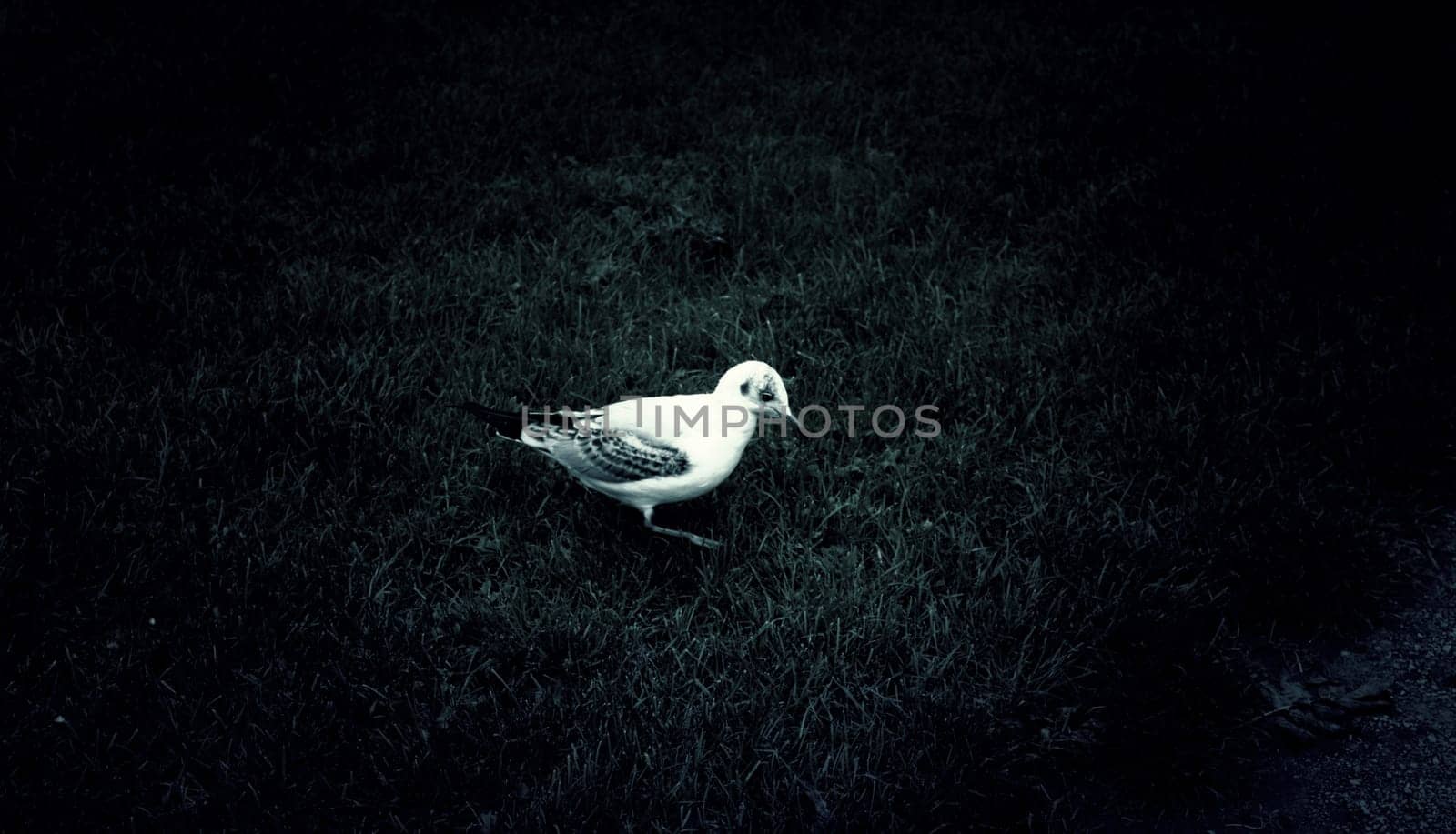 Seagull in natural park, birds in freedom