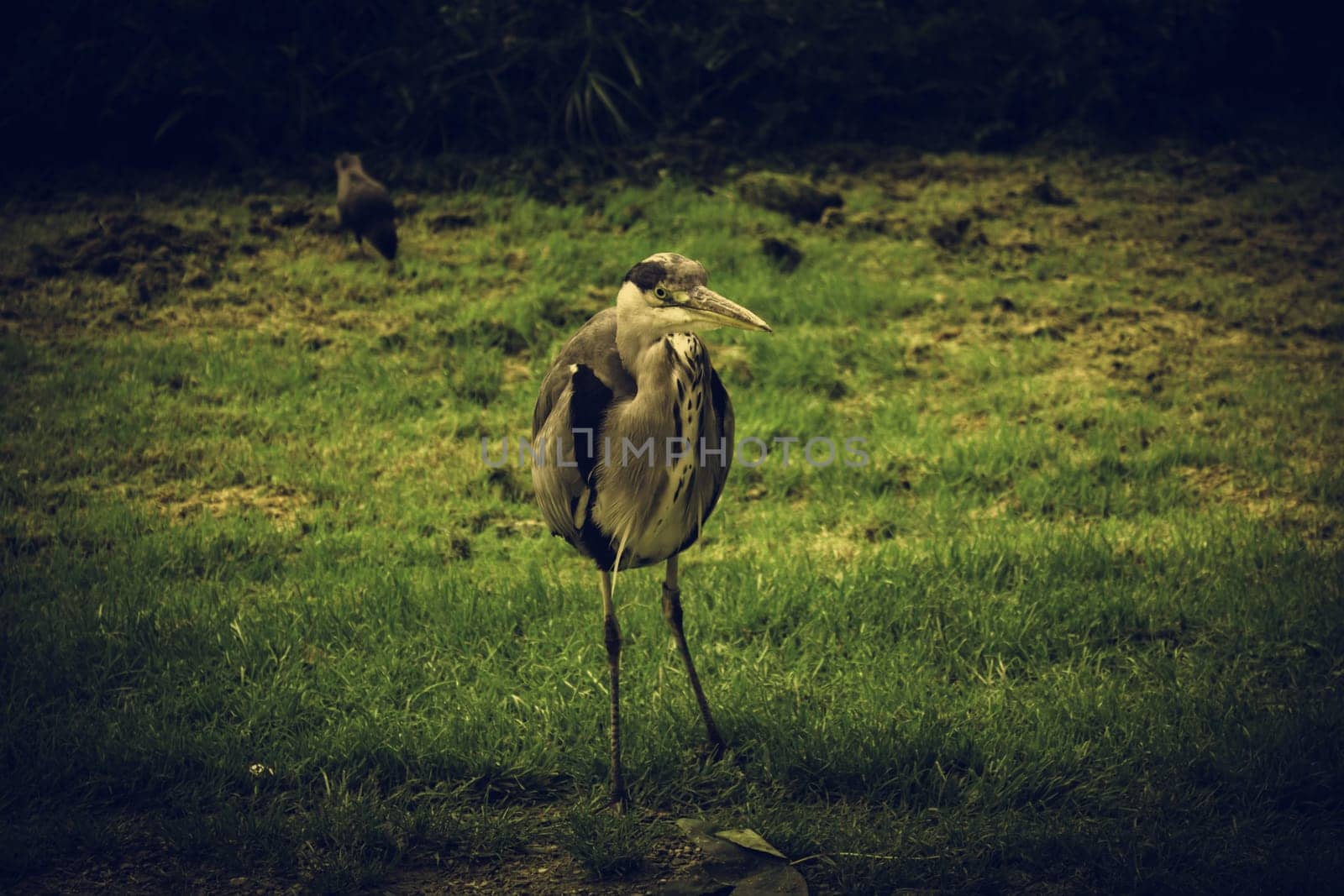 Heron in natural park, birds in danger of extinction, animals