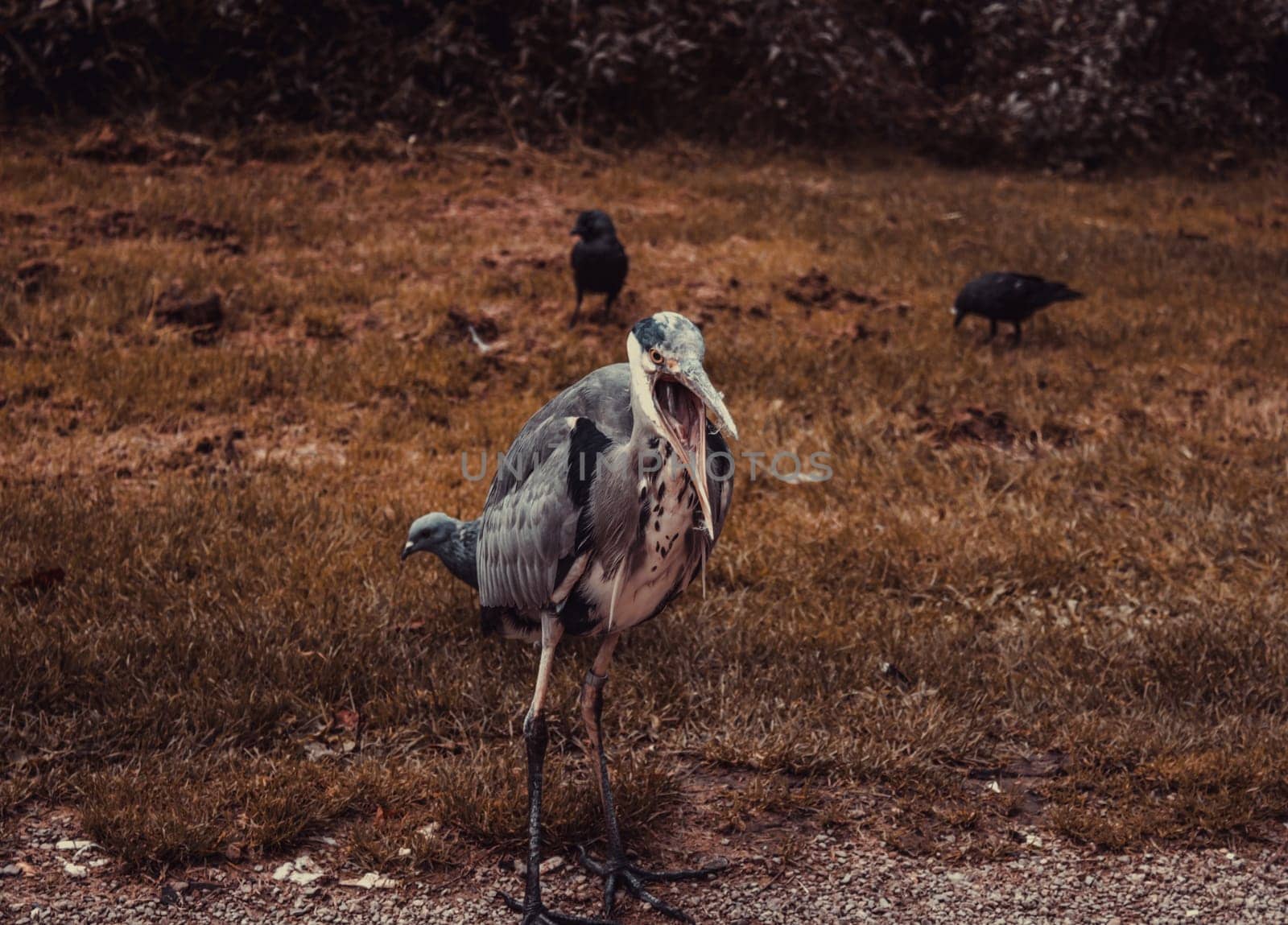 Heron in natural park, birds in danger of extinction, animals