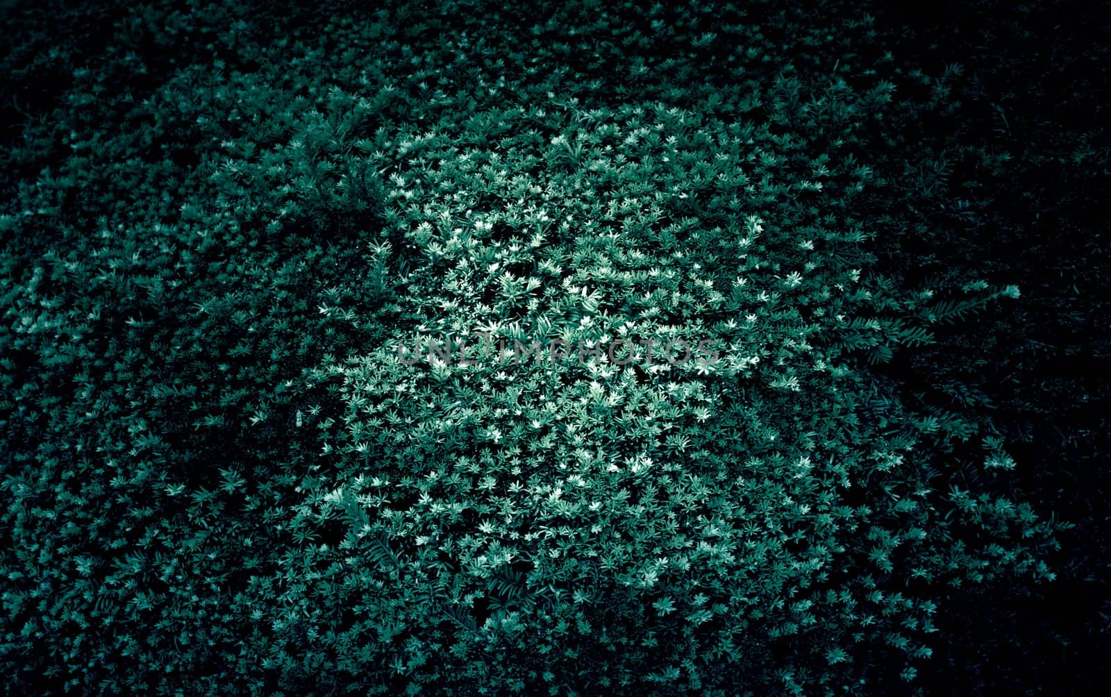 Christmas leaves background in forest, nature and environment