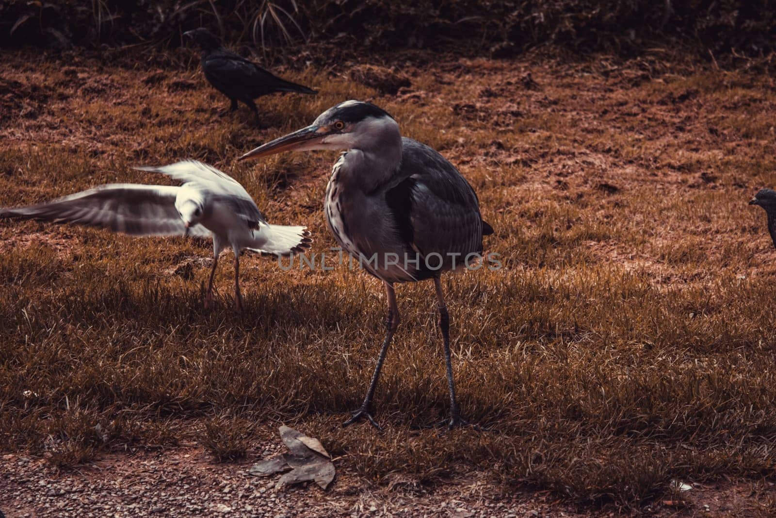 Heron in natural park, birds in danger of extinction, animals