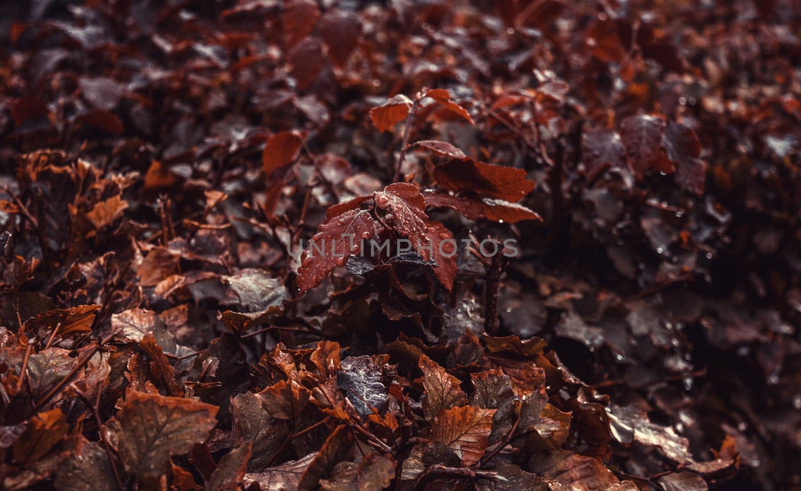 Christmas leaves background in forest, nature and environment