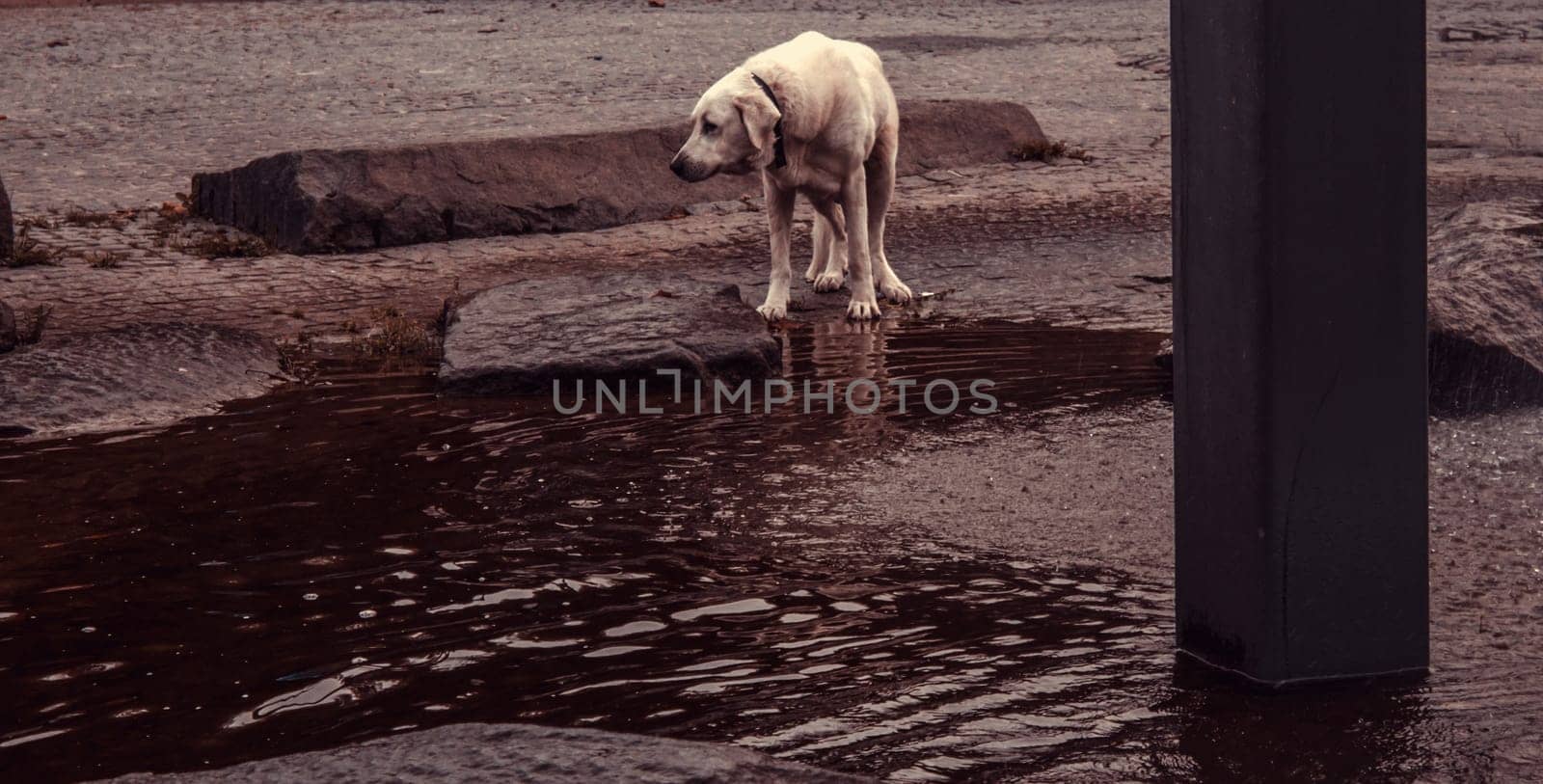 Abandoned dog in street, animals and adoptions
