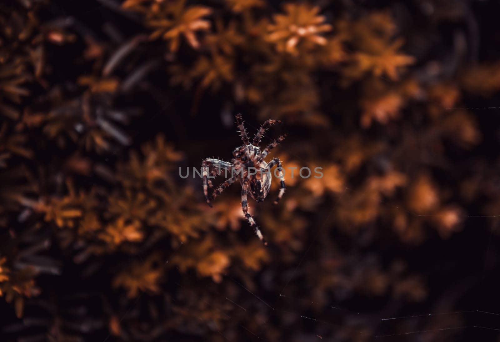 Spider in cobweb in forest, animals and insects