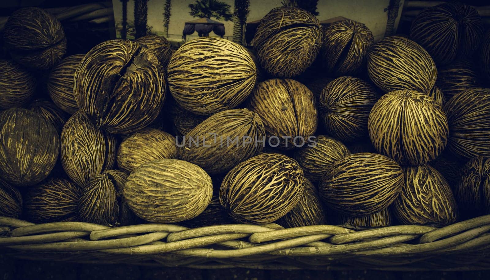 Coconut bulbs in plant market, organic farming
