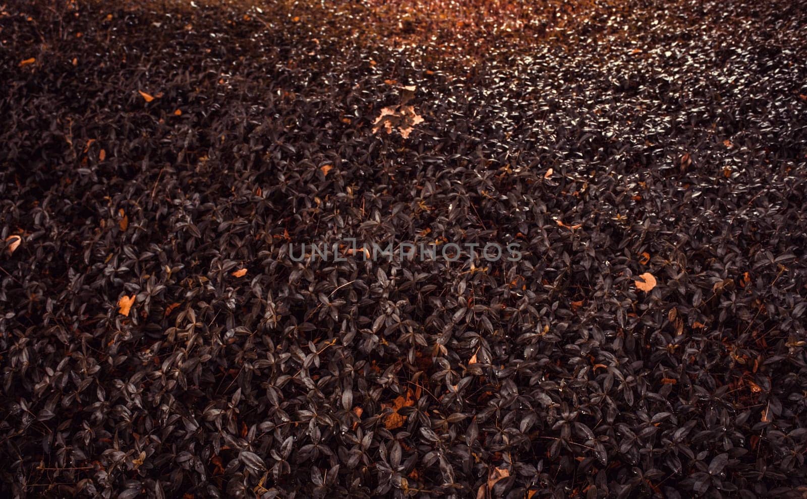 Background of natural leaves in forest, nature and environment