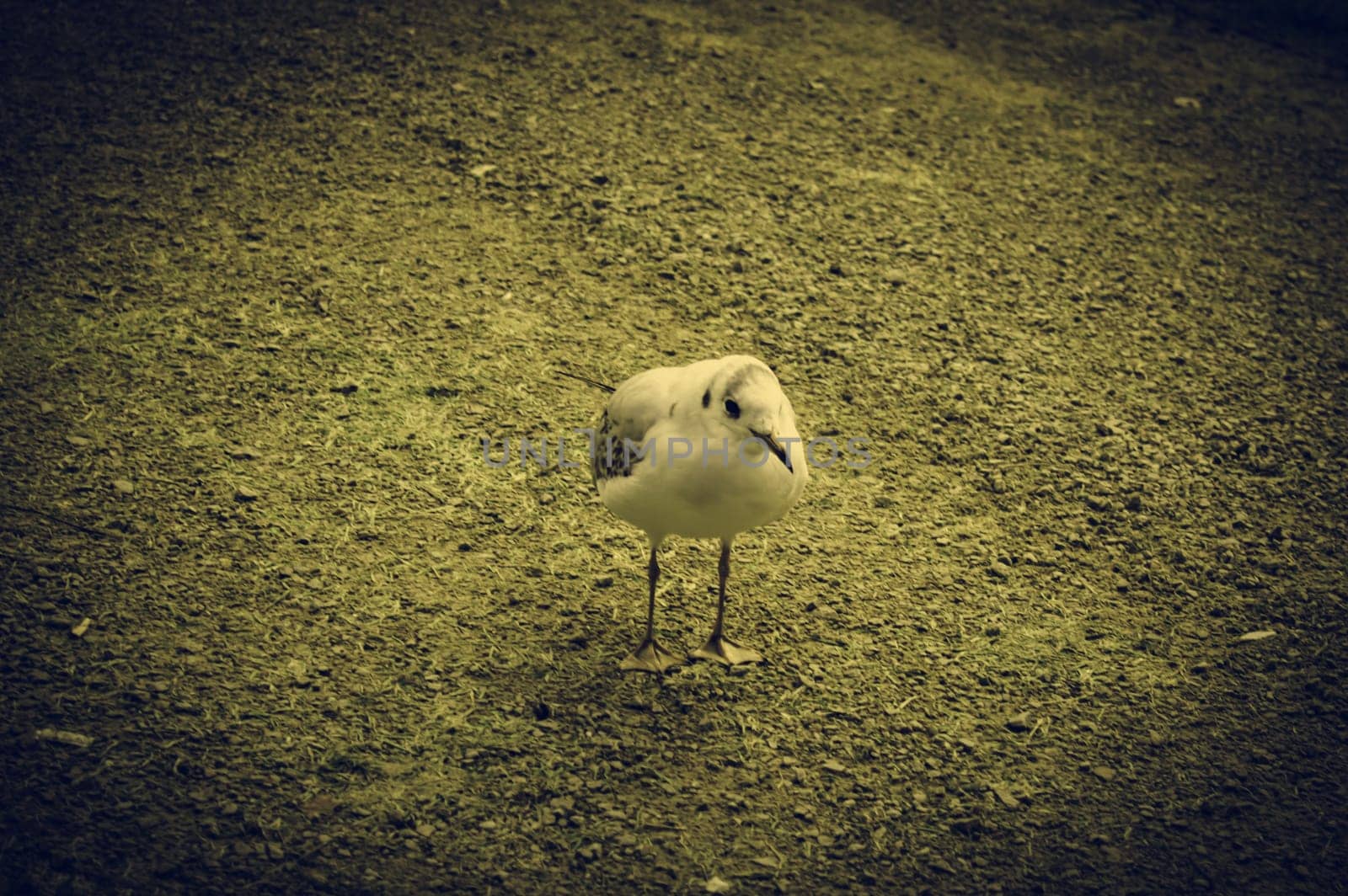 Seagull in natural park, birds in freedom