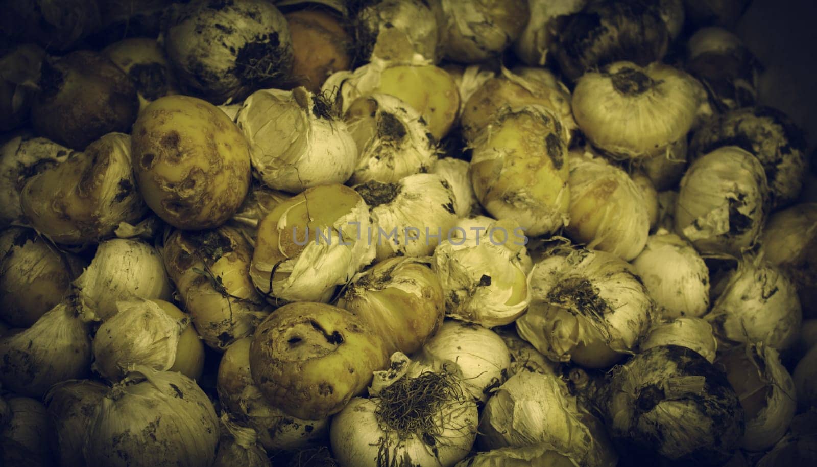 Bulbs in a market, detail of plants and seeds