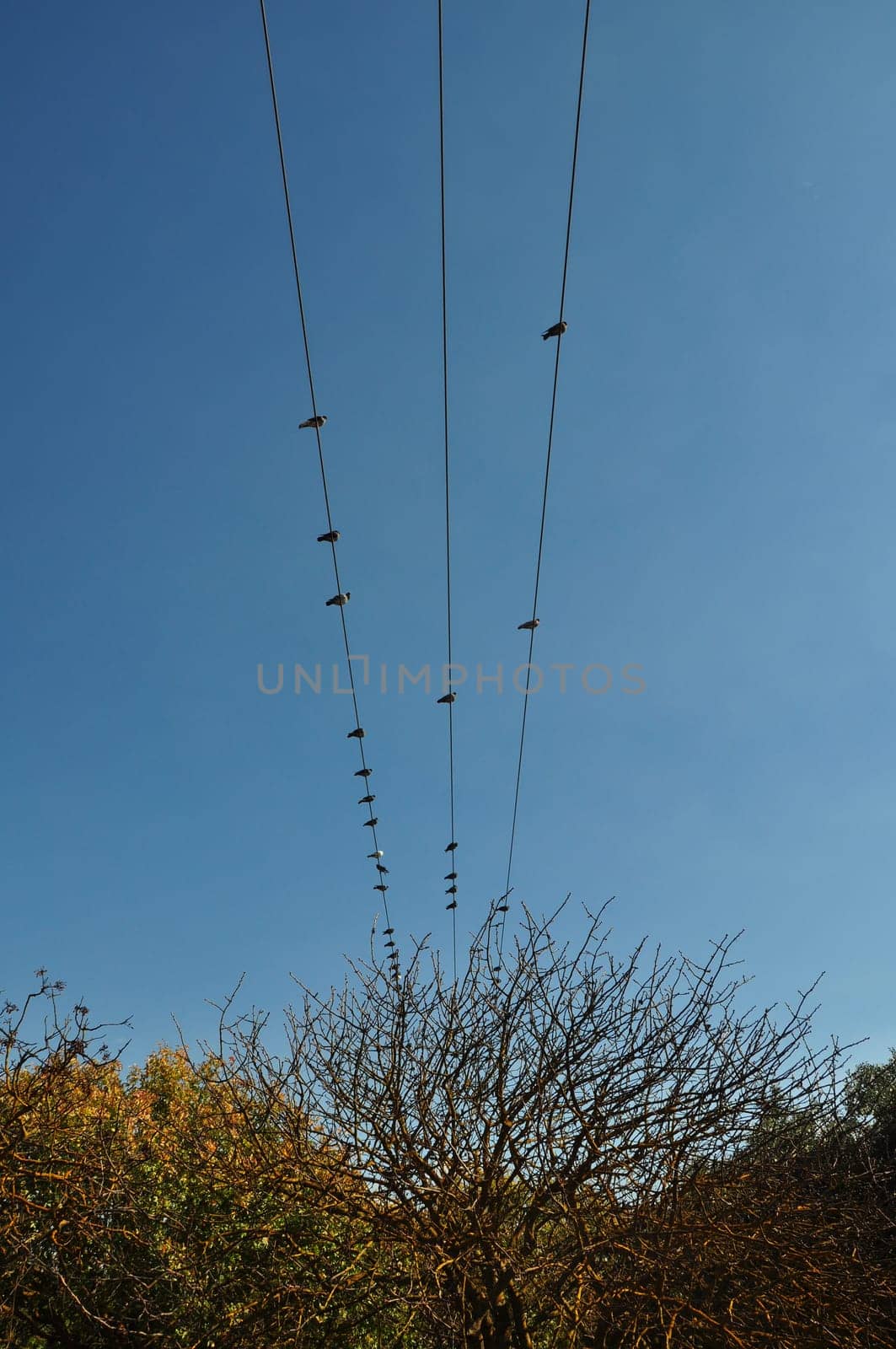 Pigeon birds resting on wires above trees. Autumn landscape.