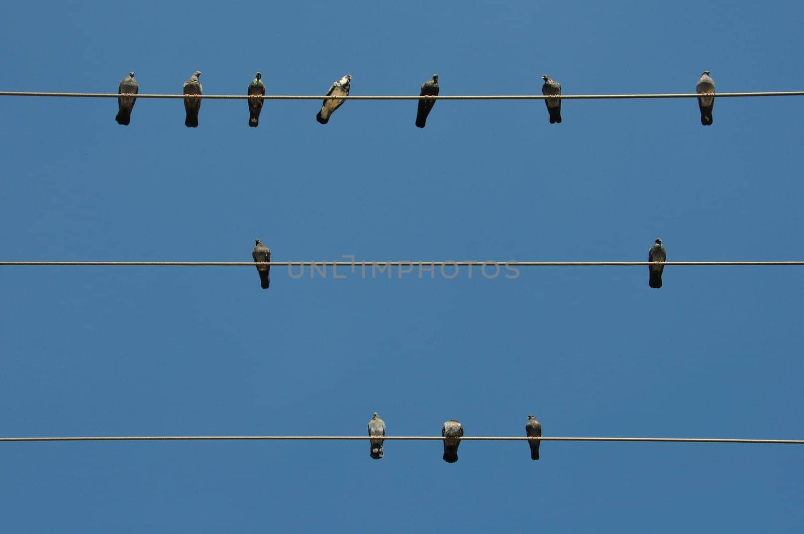 Pigeon birds sitting on a wire and blue sky background.