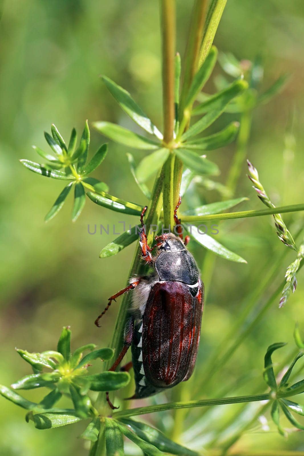 Field cockchafer Melolontha melolontha from the Kaiserstuhl