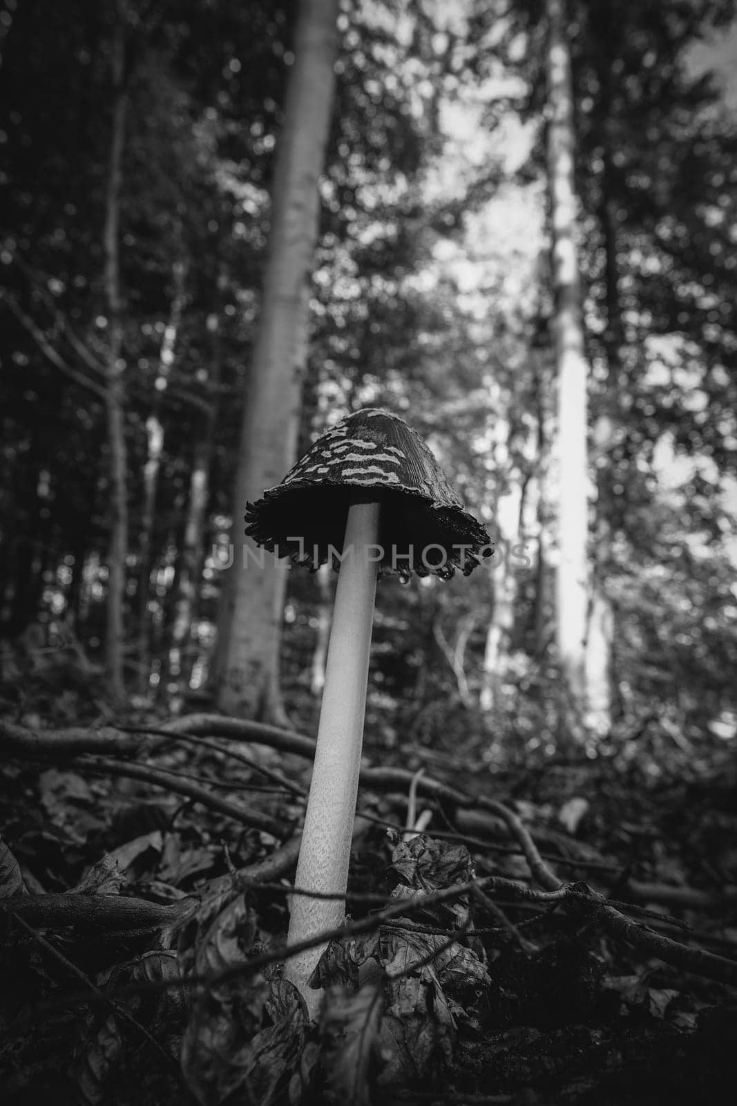 Magpie Inkcap - Coprinopsis picacea recorded in the undergrowth - detail shot - black and white