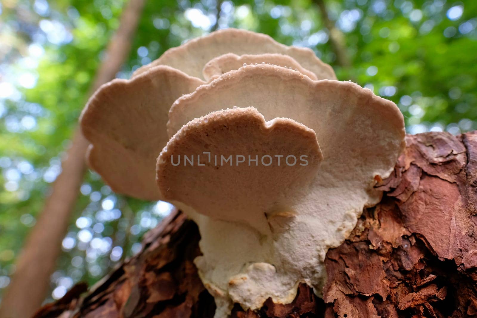 Red band fungus with guttation drops in a macro shot - bottom view
