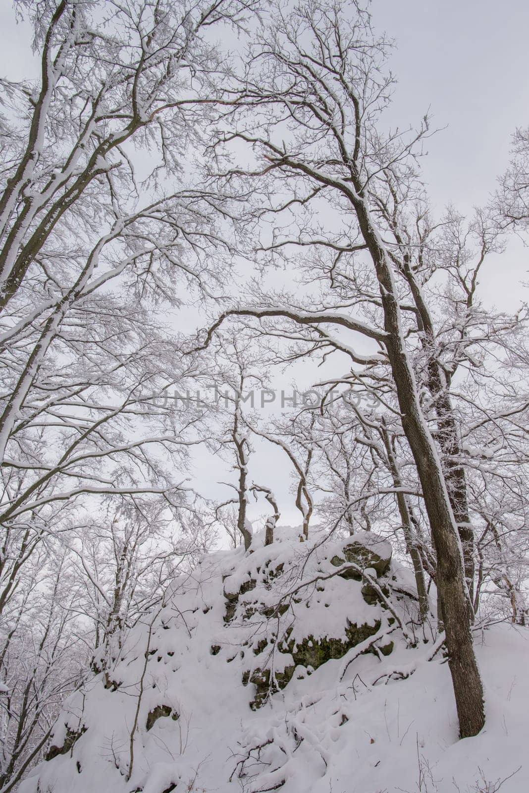 Mysterious snowy woods in winter