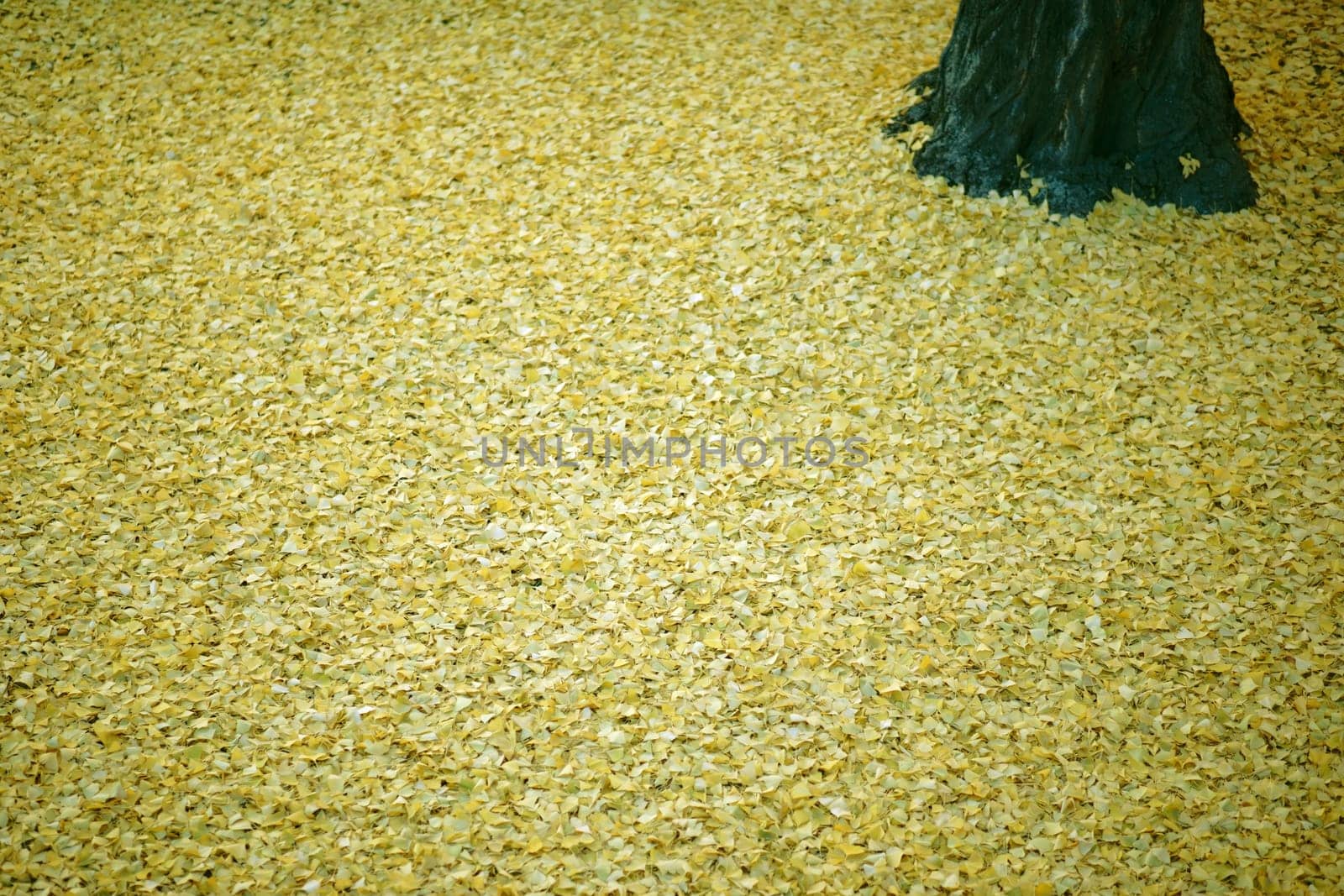 The fallen yellow leaves of the ginkgo tree in autumn..