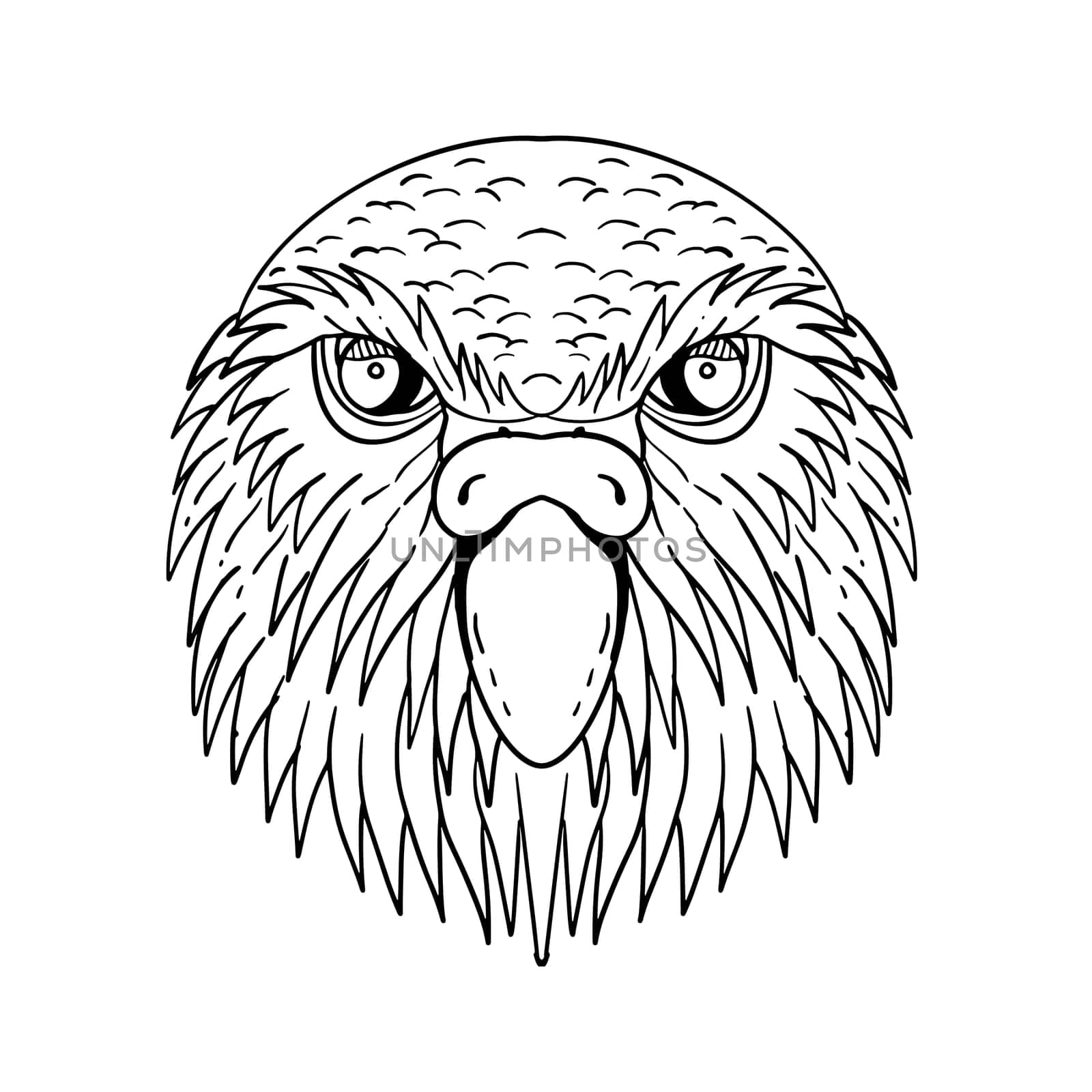 Drawing sketch style illustration of head of kakapo, night parrot or owl parrot, a species of flightless, nocturnal, ground-dwelling parrot endemic to New Zealand done in black and white.