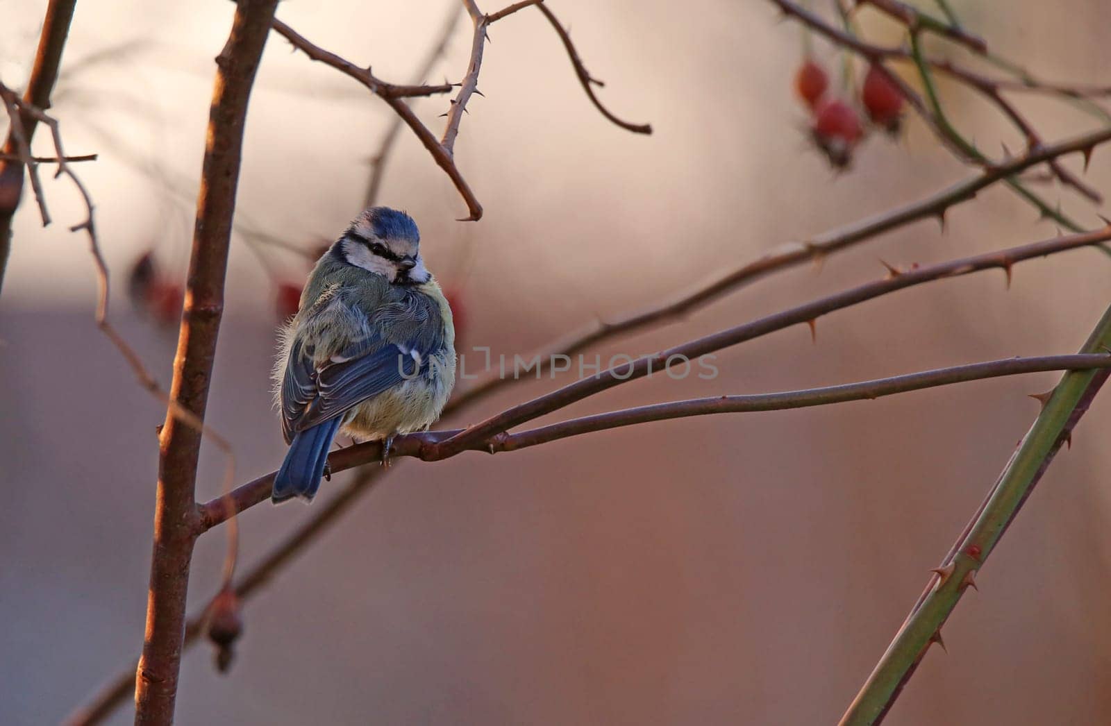 The blue is the most colourful of our and even the only blue-yellow bird in Europe.