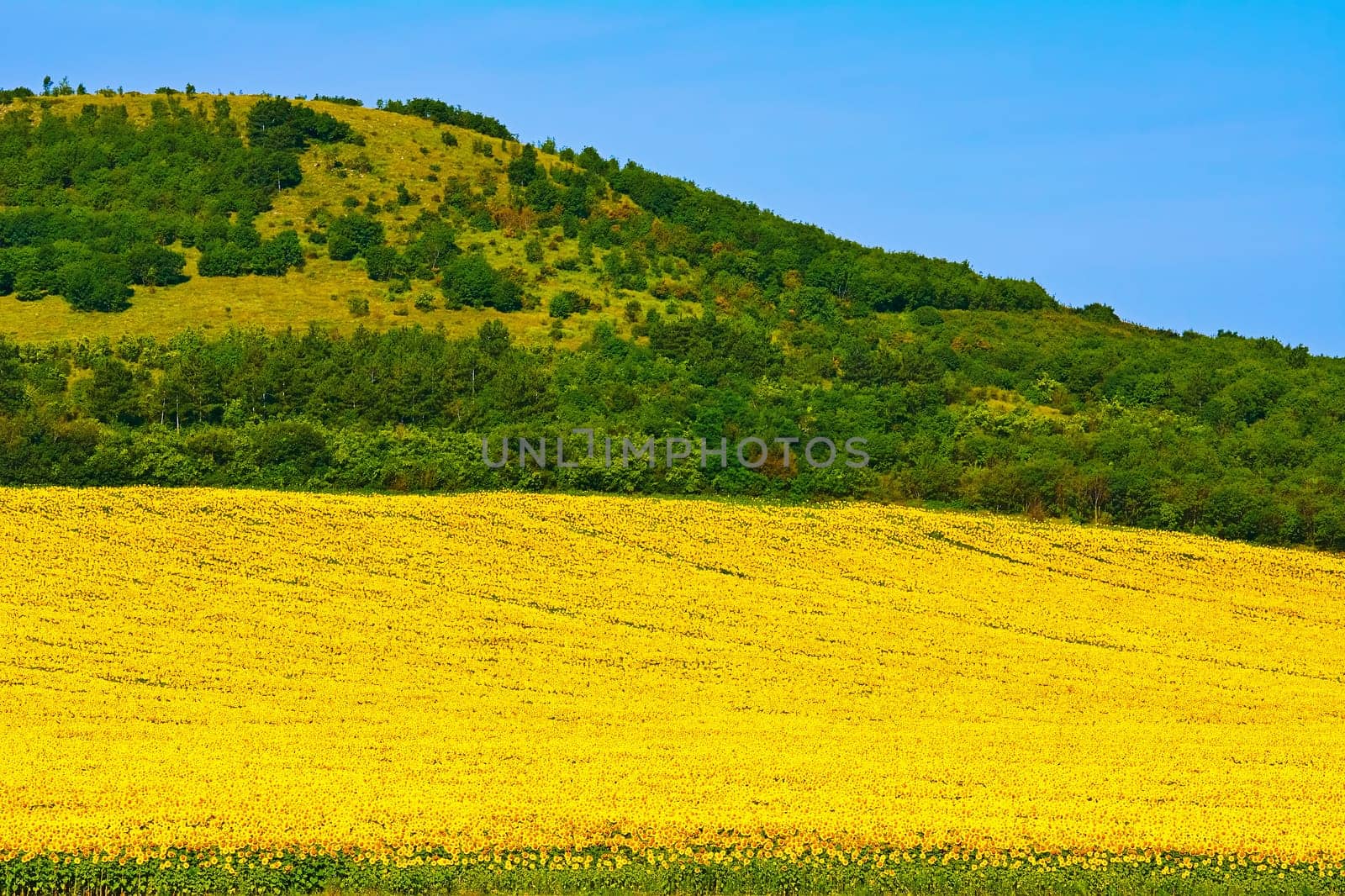 Sunflowers Field