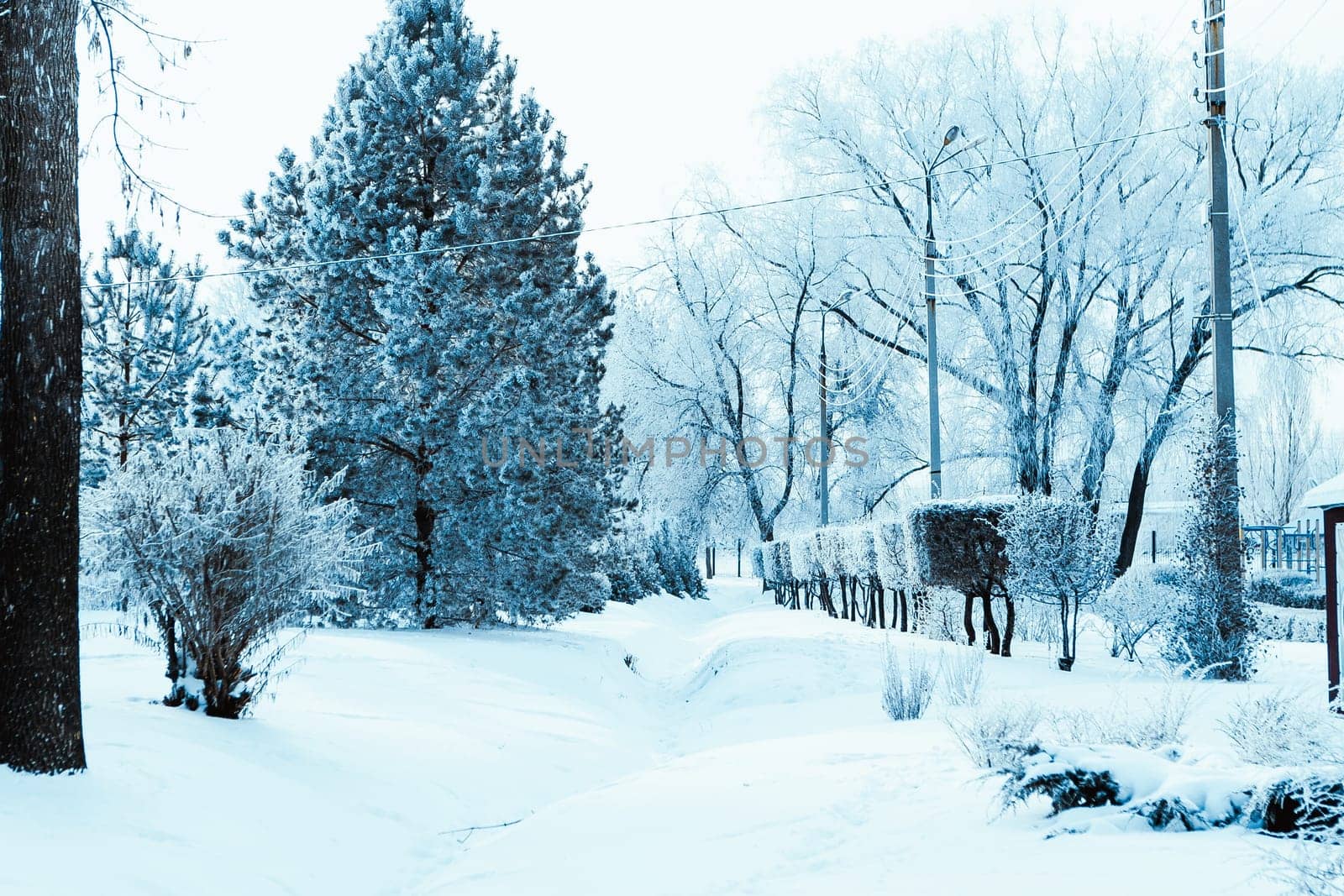white winter forest on blue sky background