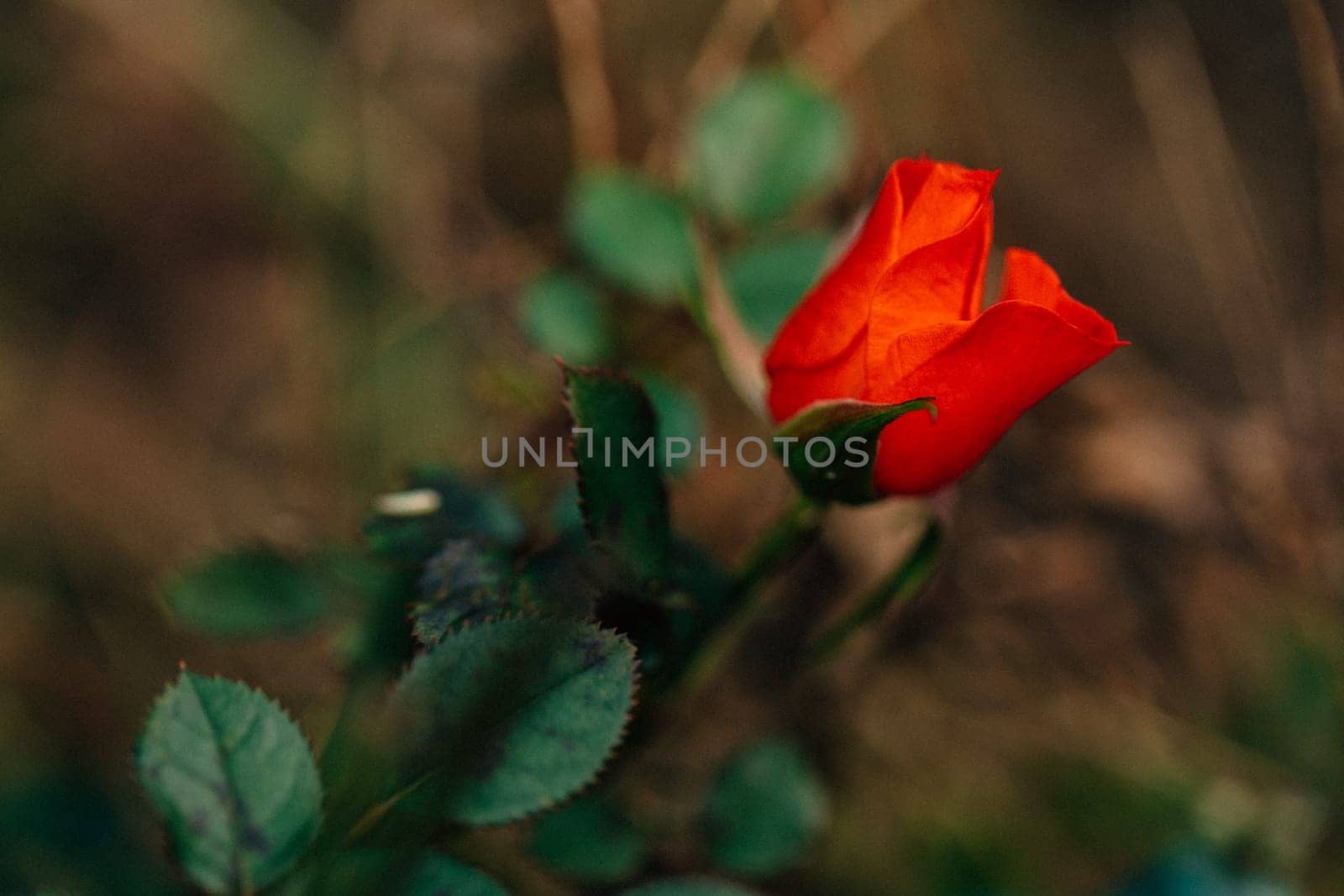 beautiful little rose closeup in the garden.