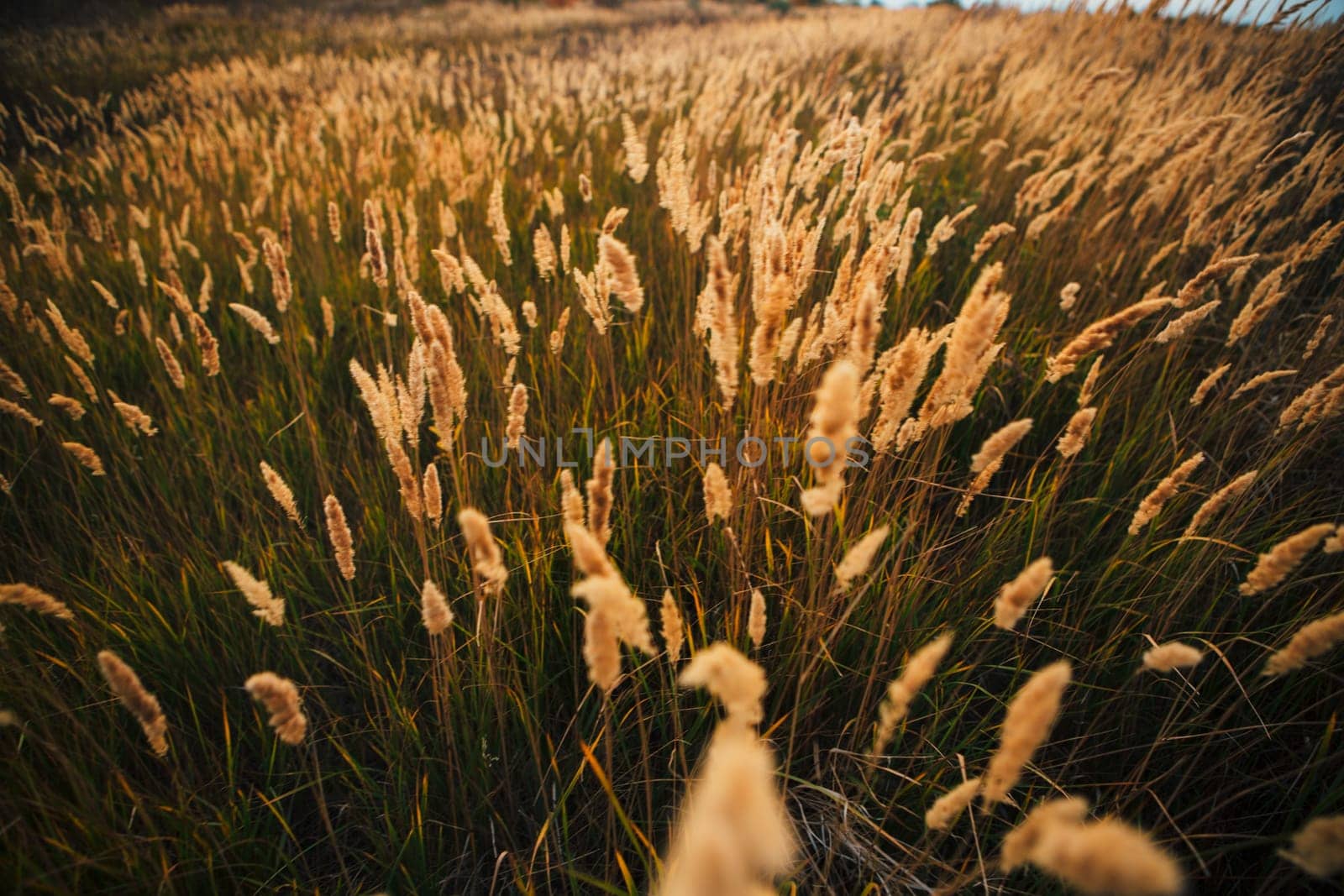 beautiful autumn field several spike close up.
