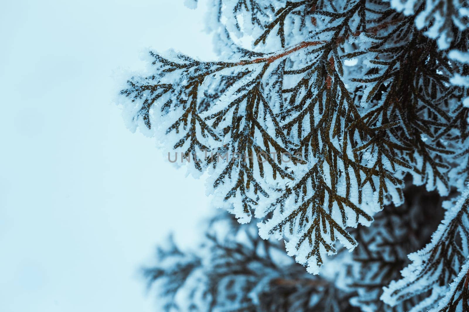 winter dark green larch branches in the snow close up.