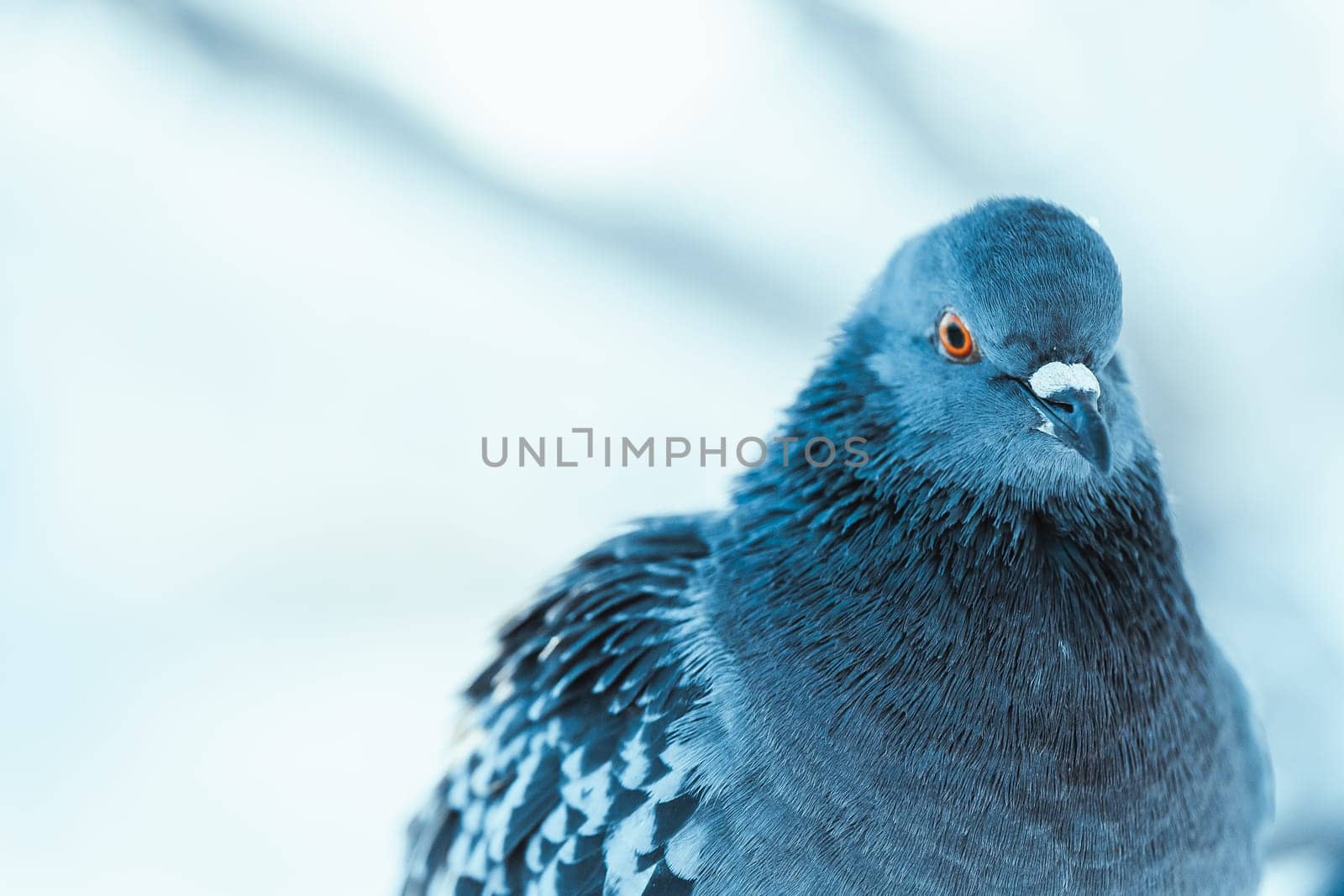pigeon on the branch perched in the winter afternoon.