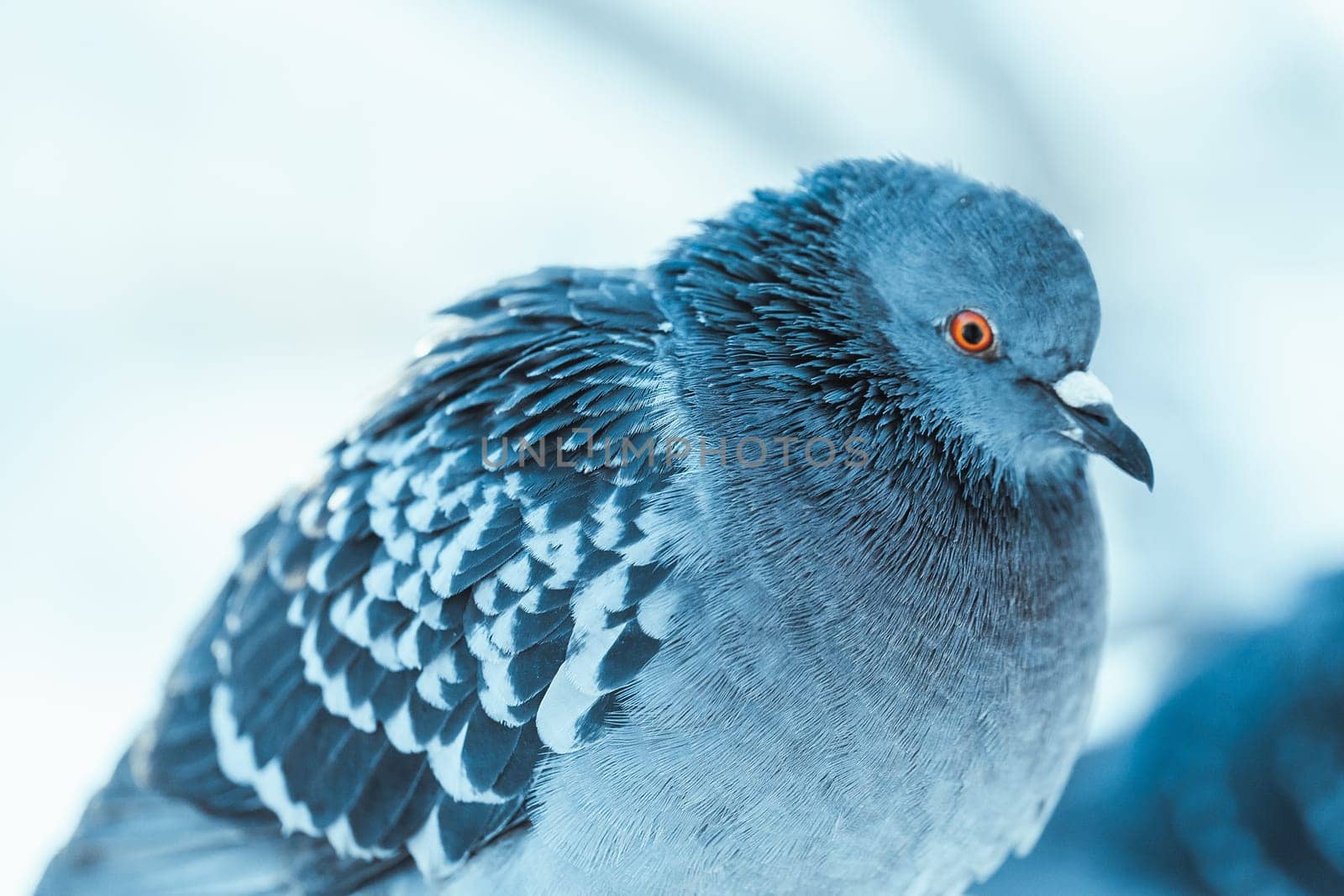 pigeon on the branch perched in the winter afternoon.