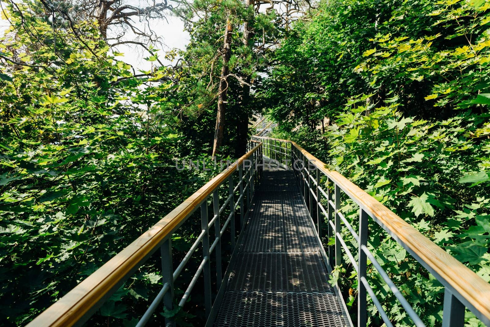 green trees and road bridge in the forest in the sunlight.