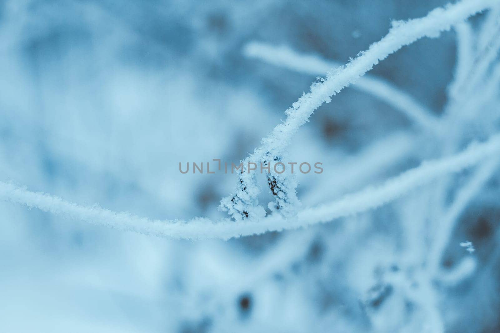 branches in the snow during the day