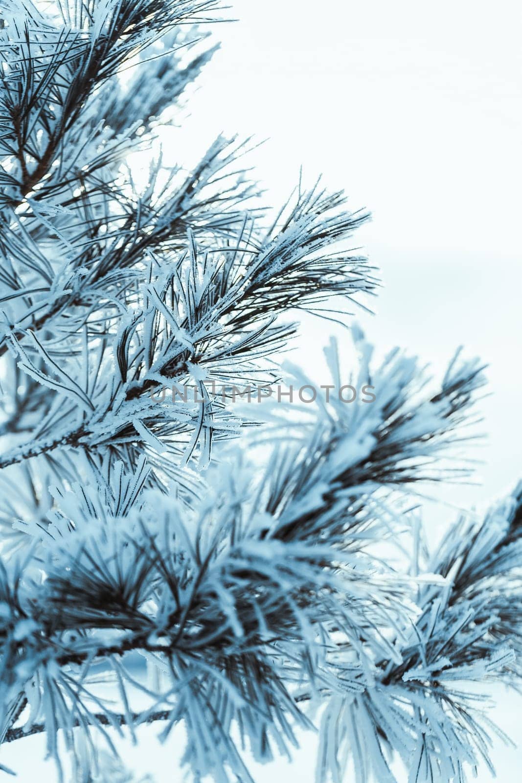frozen spruce in hoarfrost in winter afternoon.