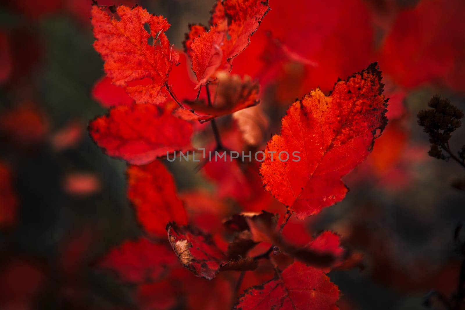 Red leaves in forest on blurred background.