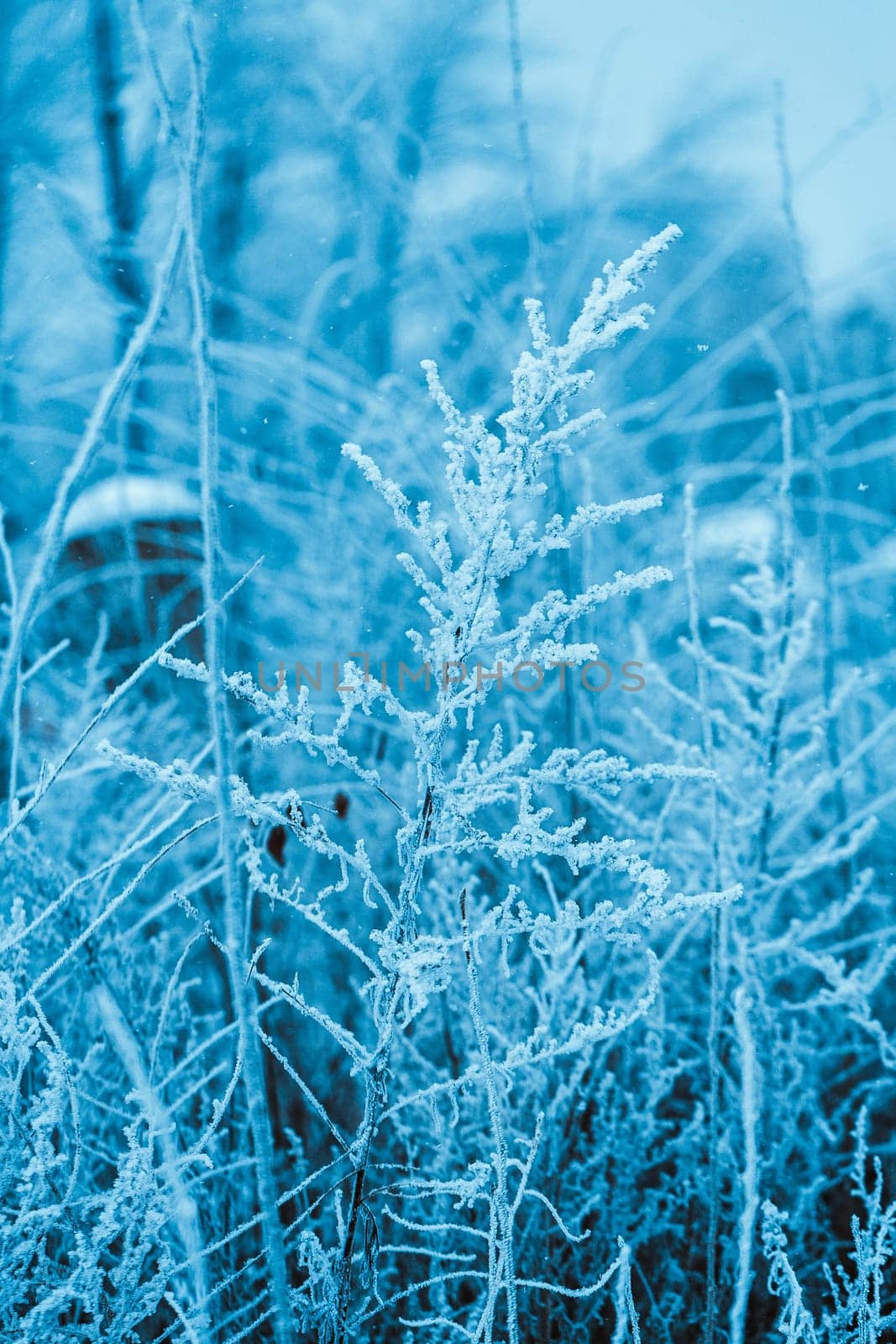 winter forest and branches in the snow during the day.