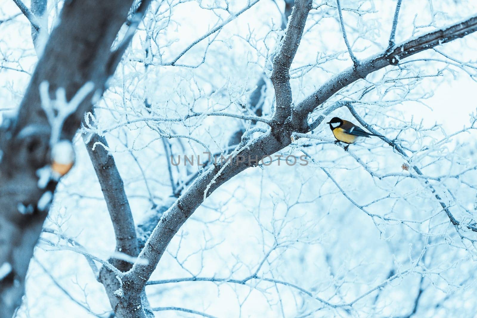 little tit sits on a tree branch in winter.