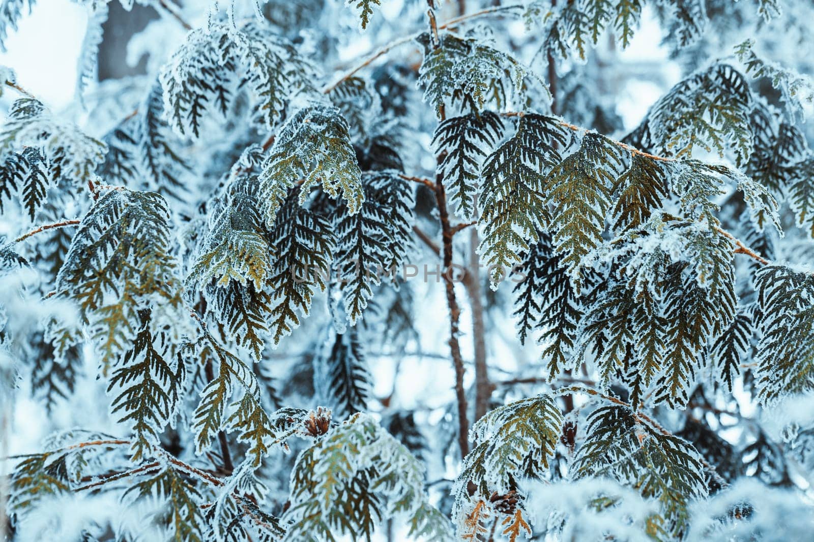 winter light dark green larch branches in the snow.