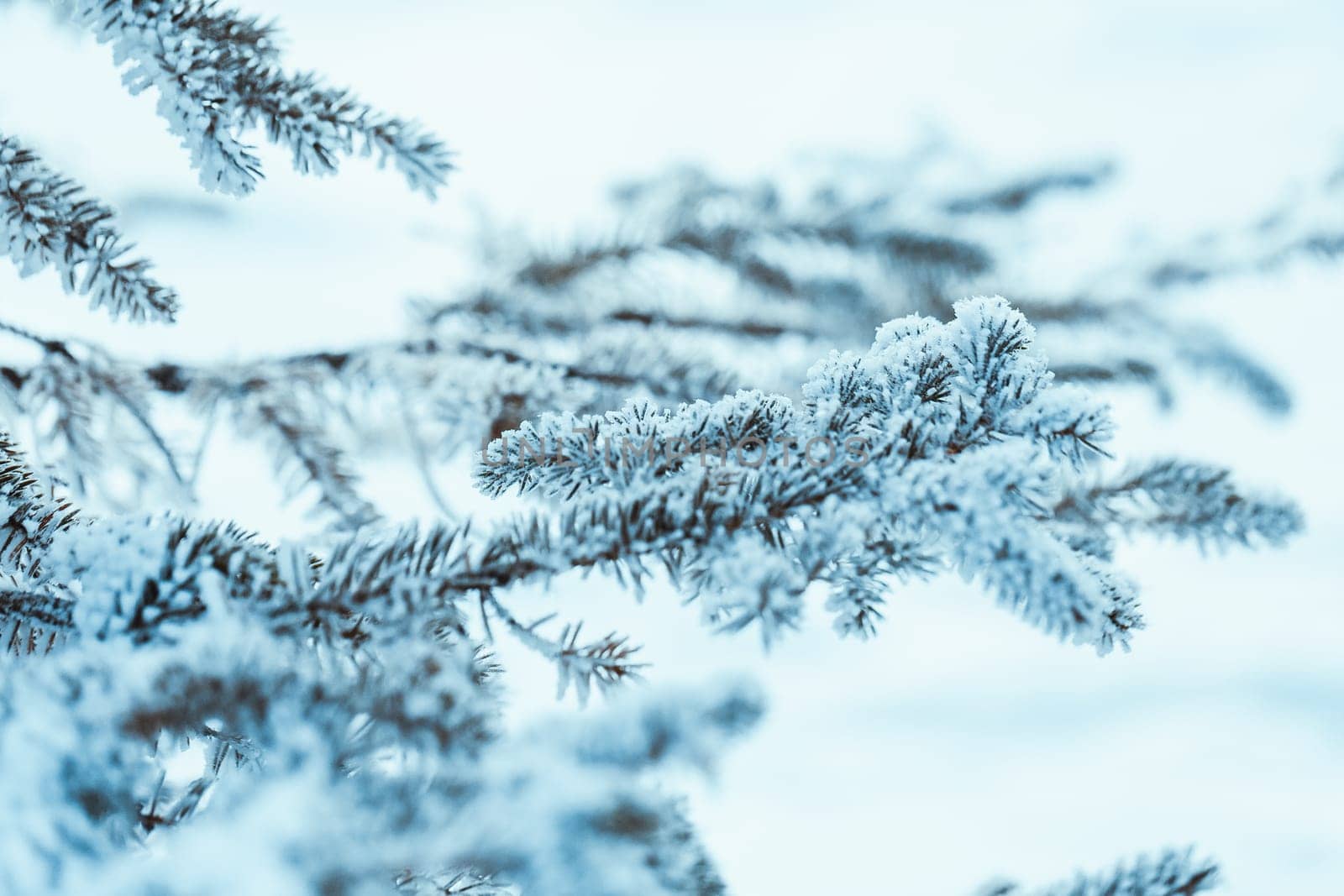 frozen spruce in hoarfrost in winter afternoon.