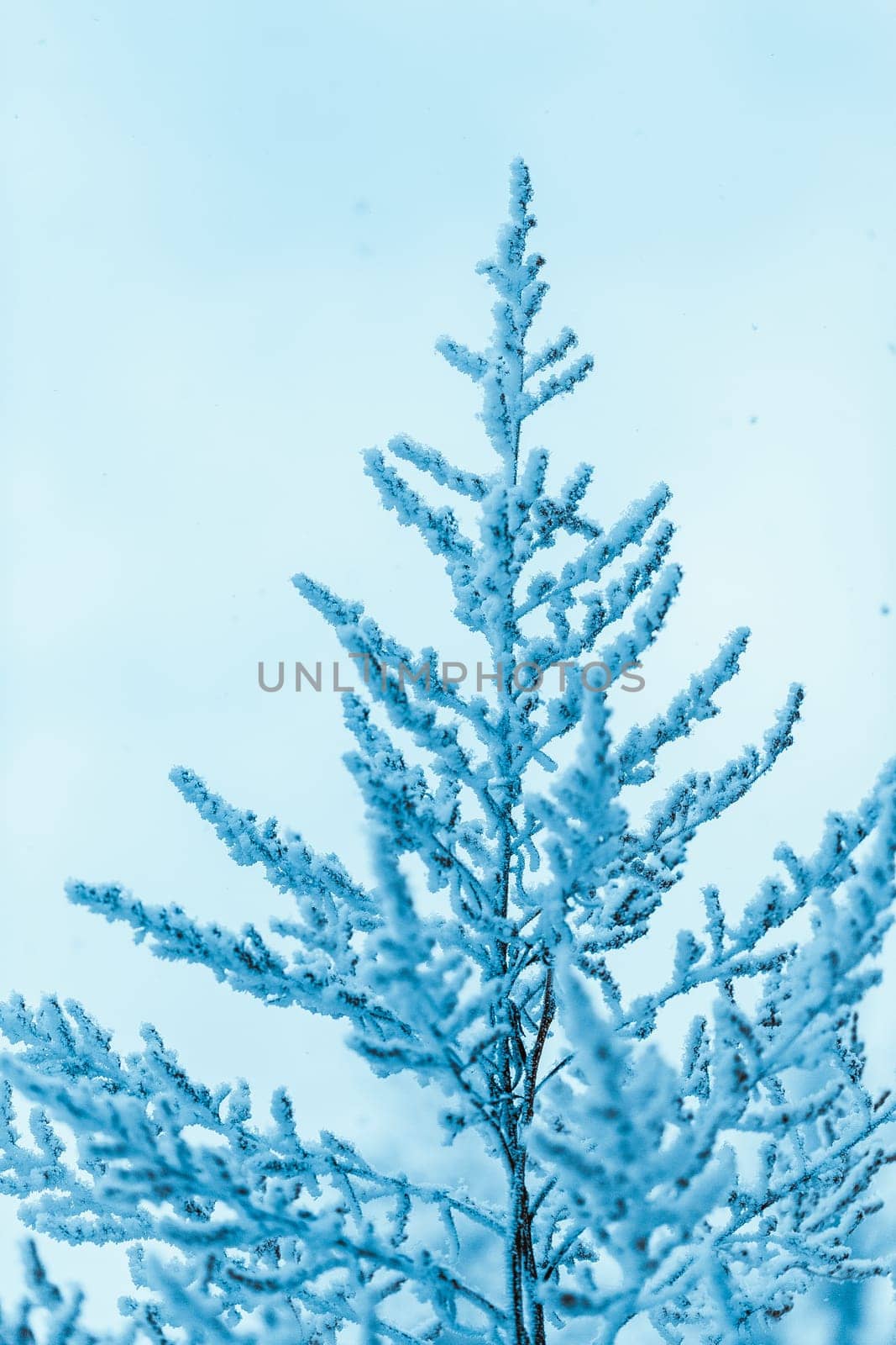 branches in the snow during the day.