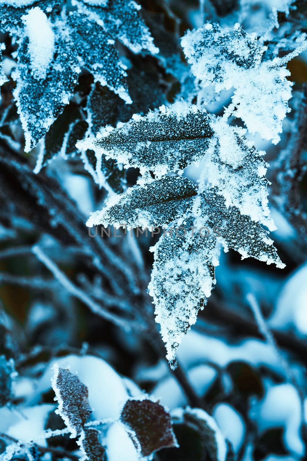 barberry close up branches in the snow.