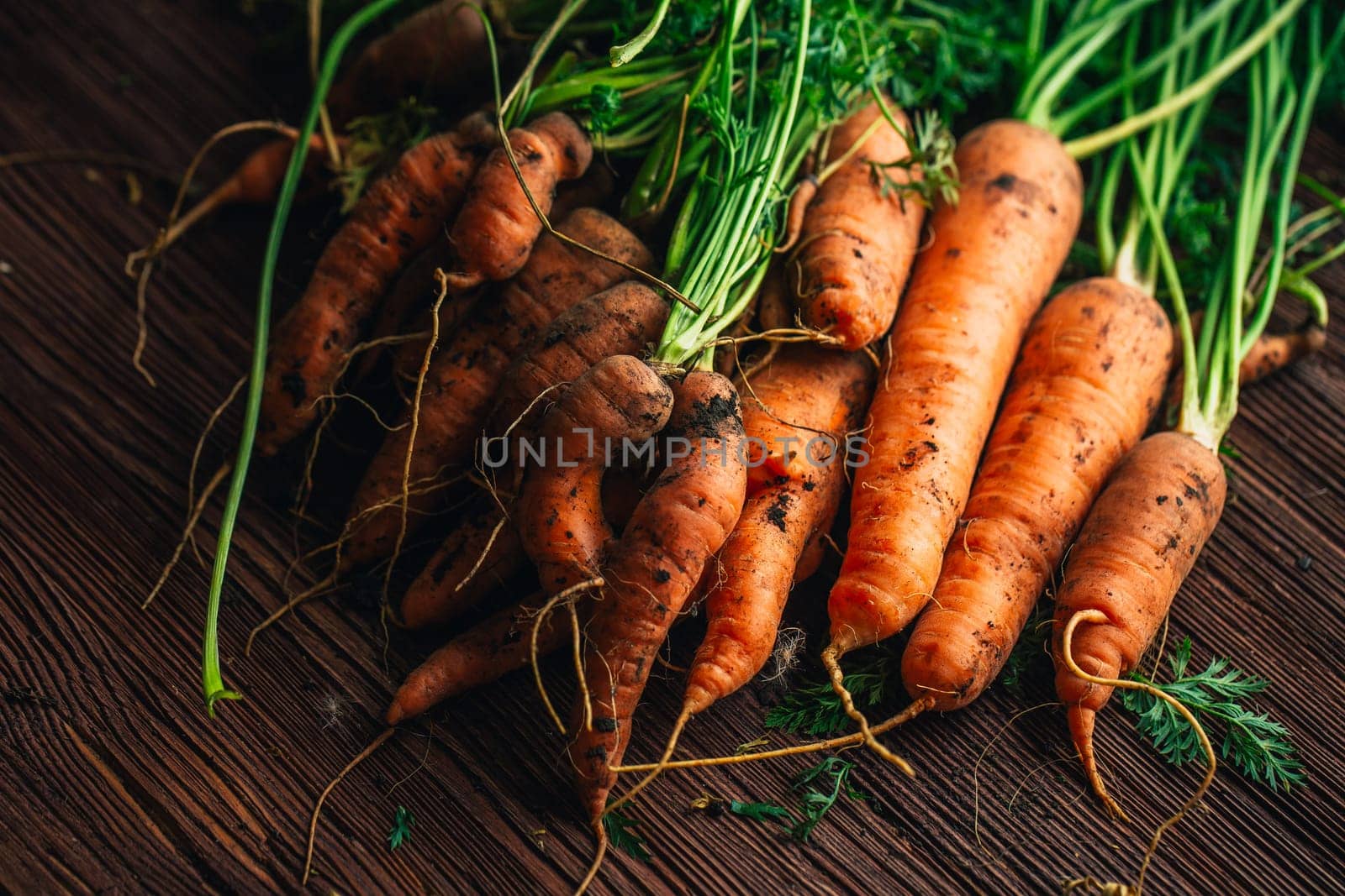 Fresh carrots from the garden close-up on a wooden background.