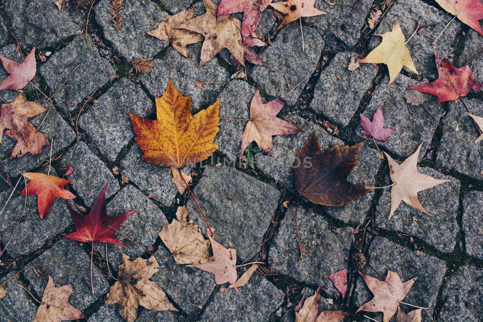 Autumn leaves texture for background. leaf background texture