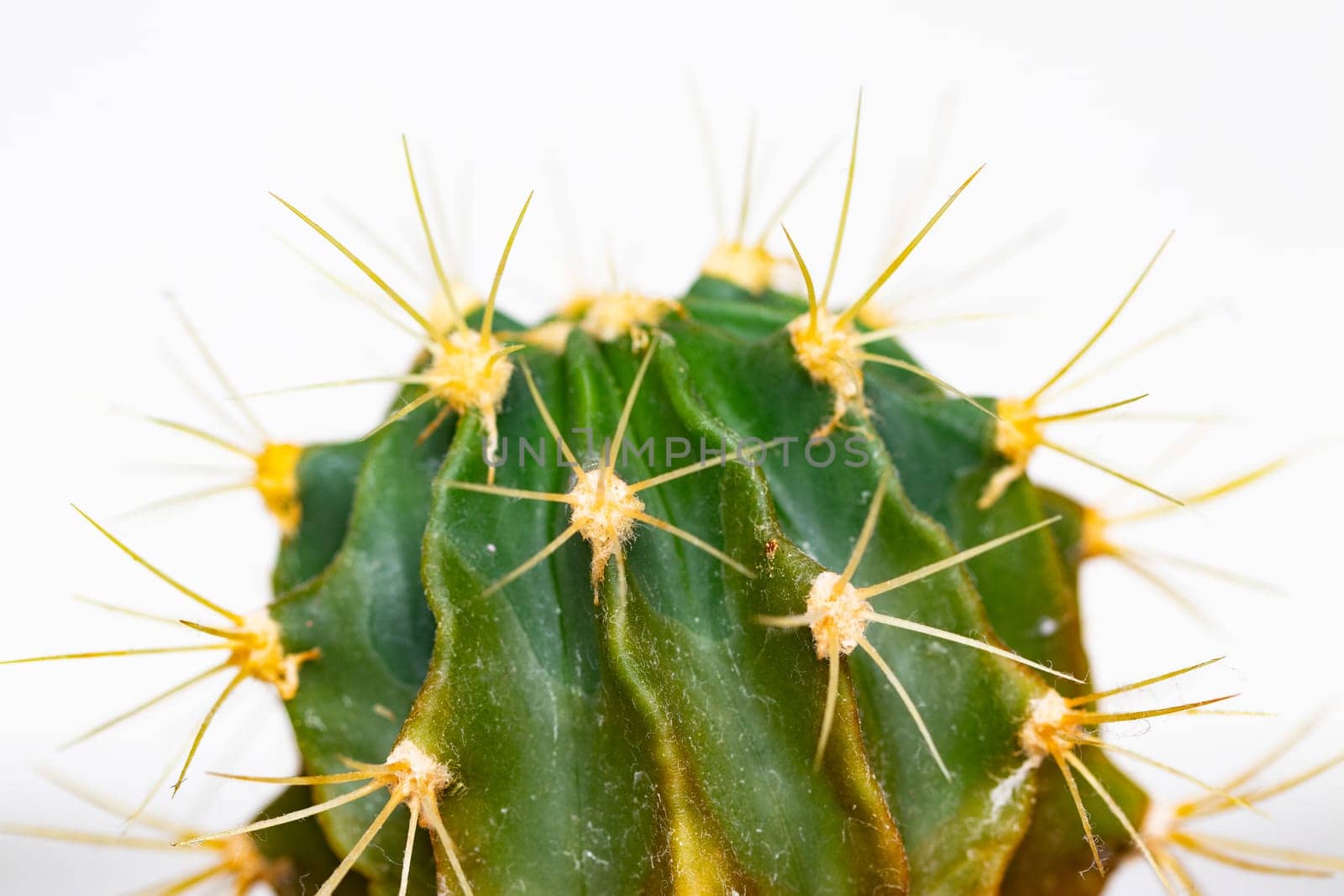 Cactus isolated. Close-up of a cactus detail with long and sharp thorns. Macro of succulent on a white background.