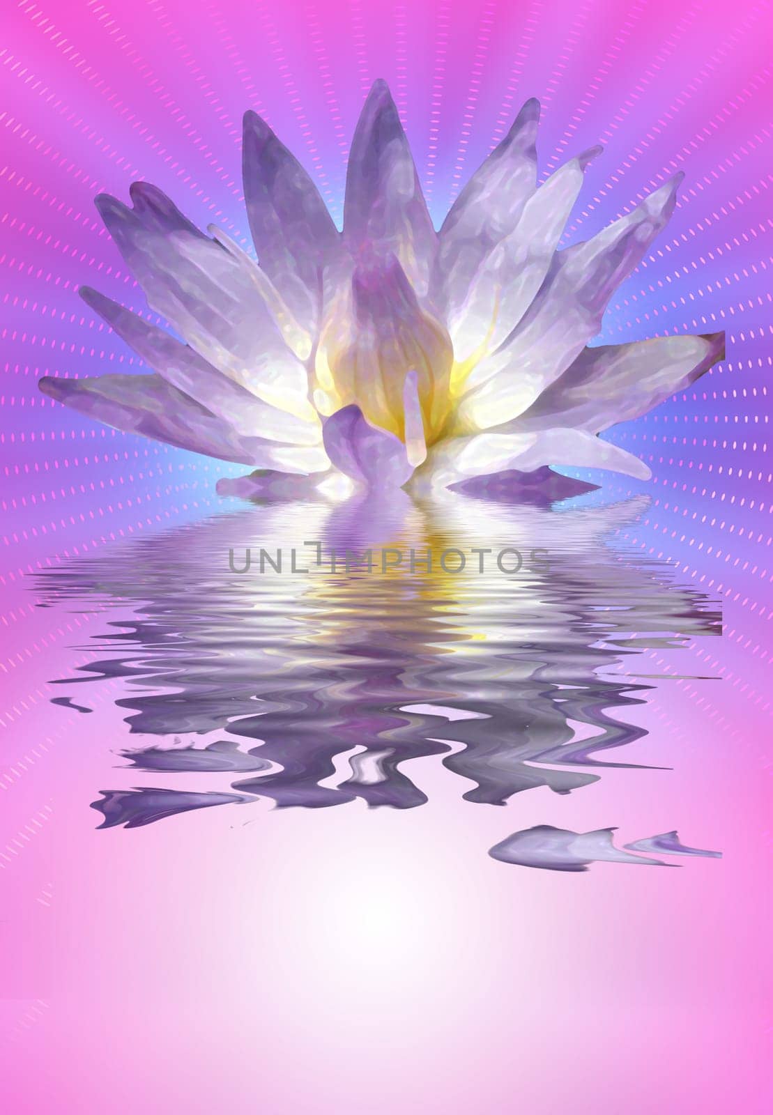 Lotus flower on water surface. Pink colors