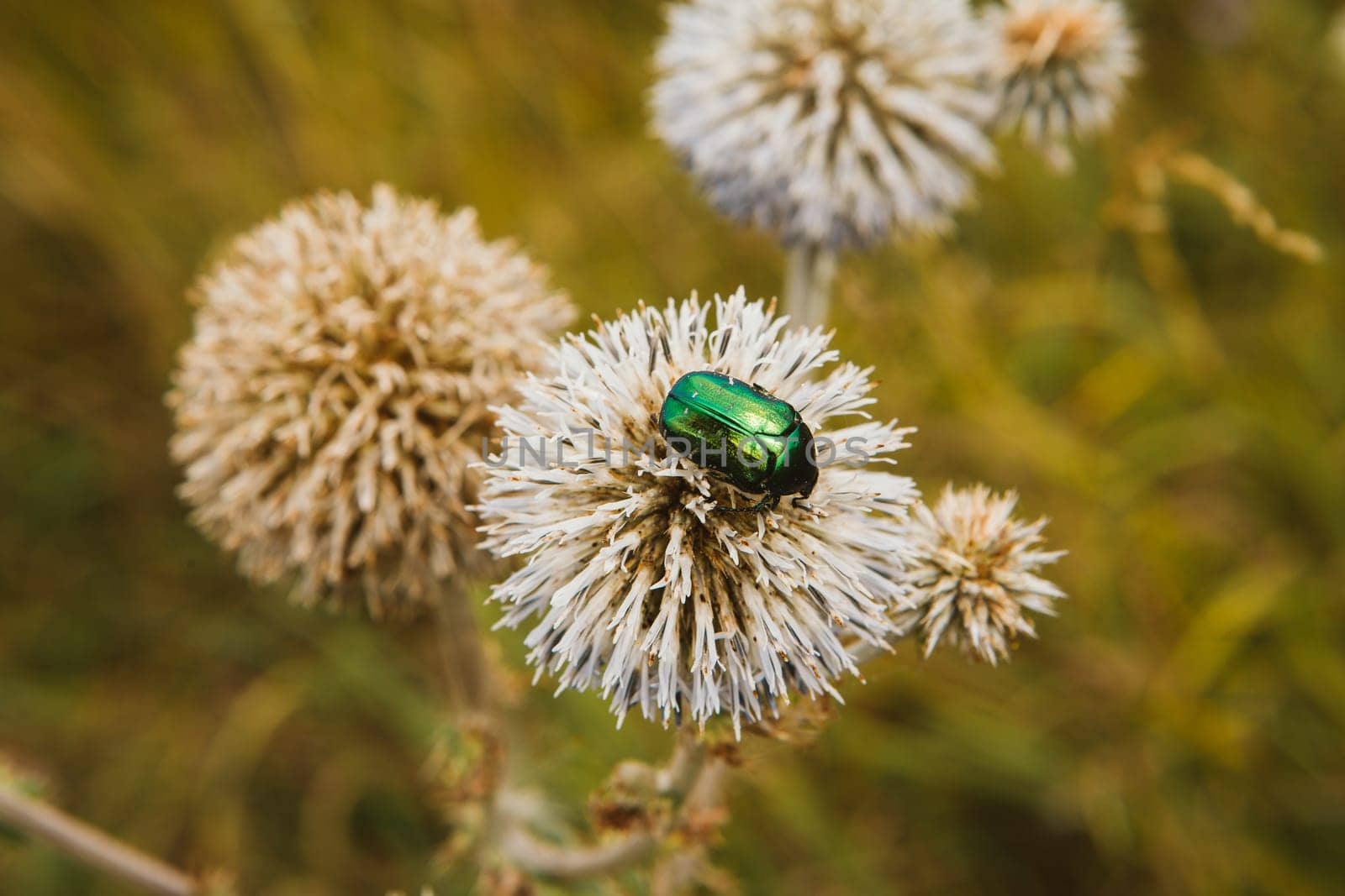 Cetonia aurata golden beetle on white flower.
