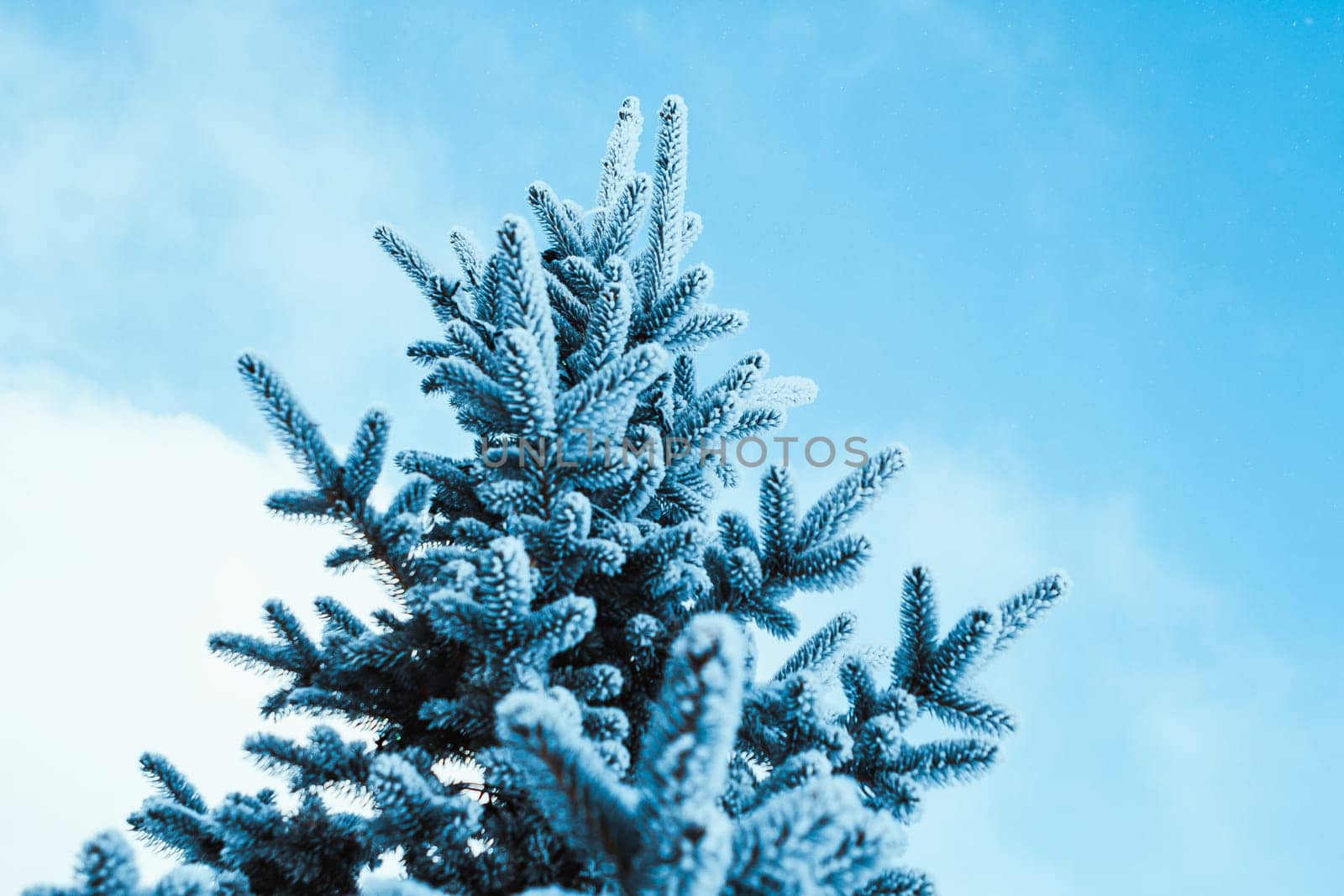 frozen spruce in hoarfrost in winter afternoon.