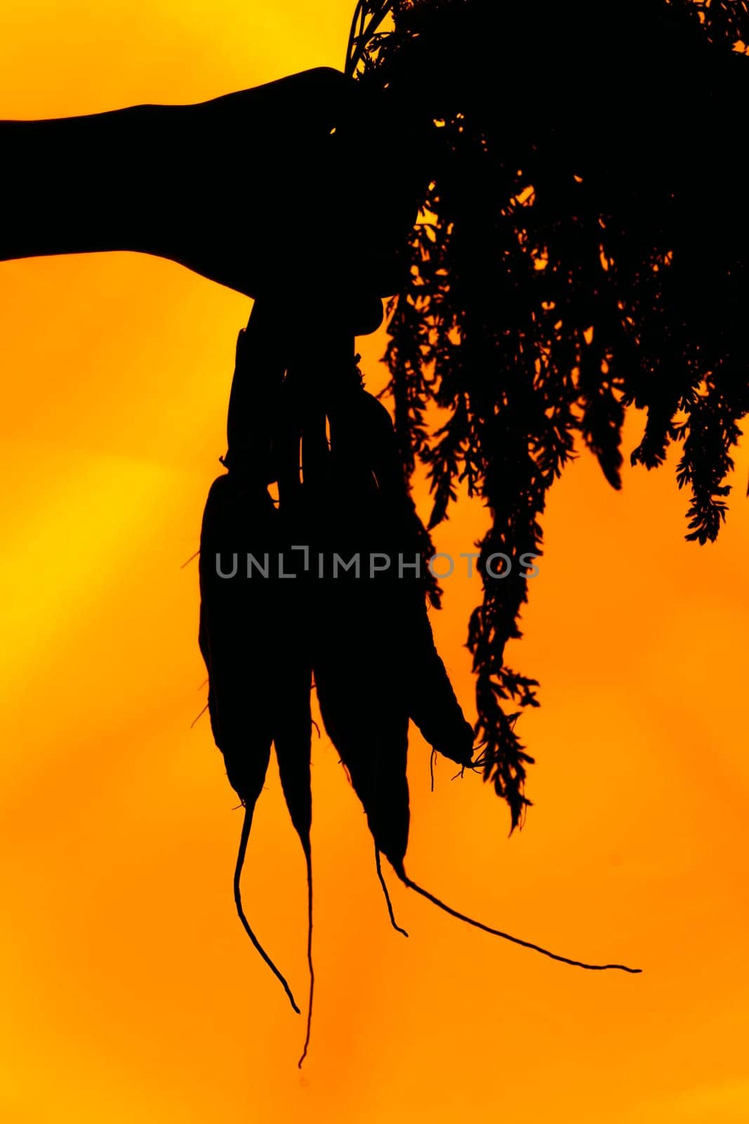 hands of a girl holding a carrot silhouette on orange background.