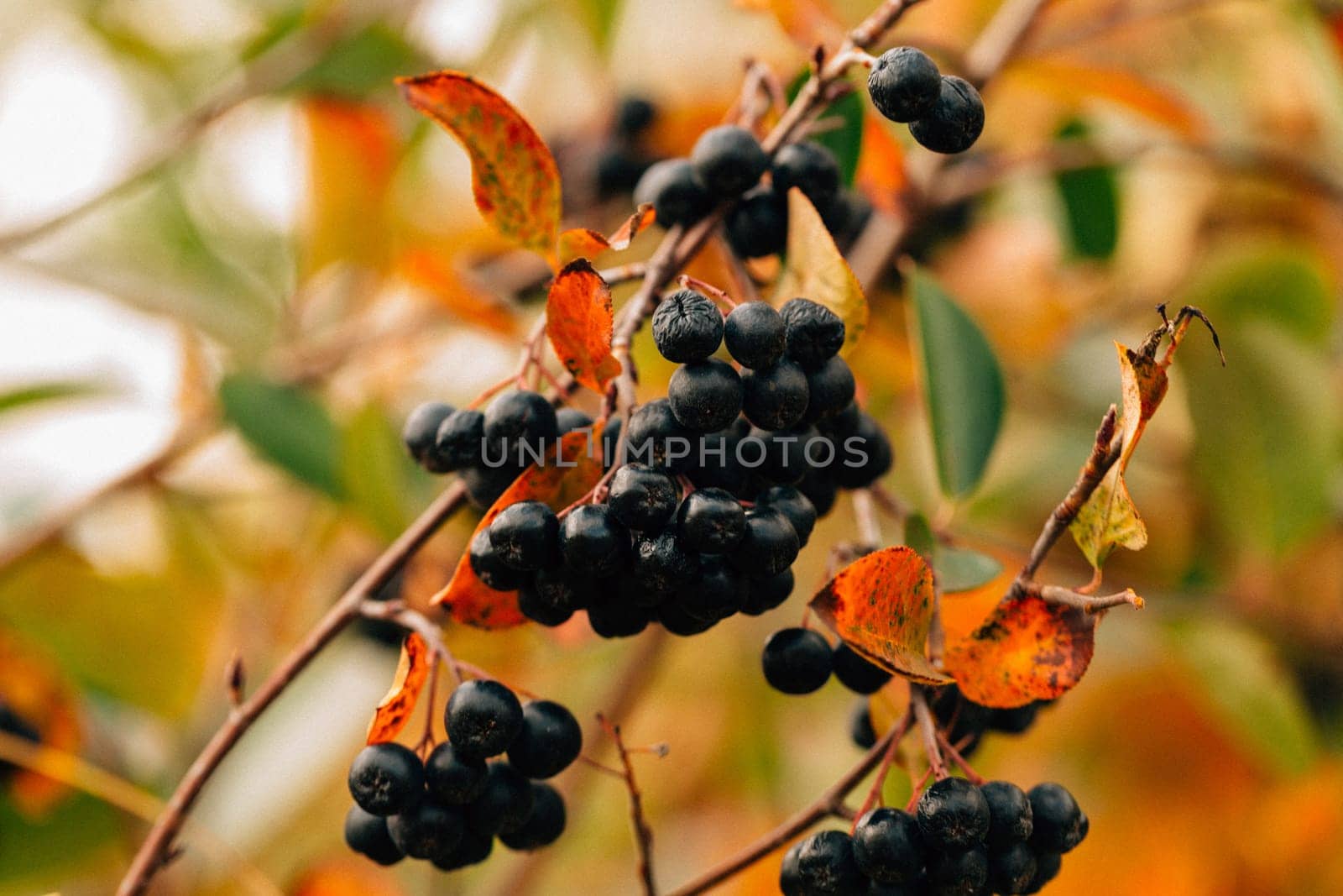 black chokeberry close-up in the garden.