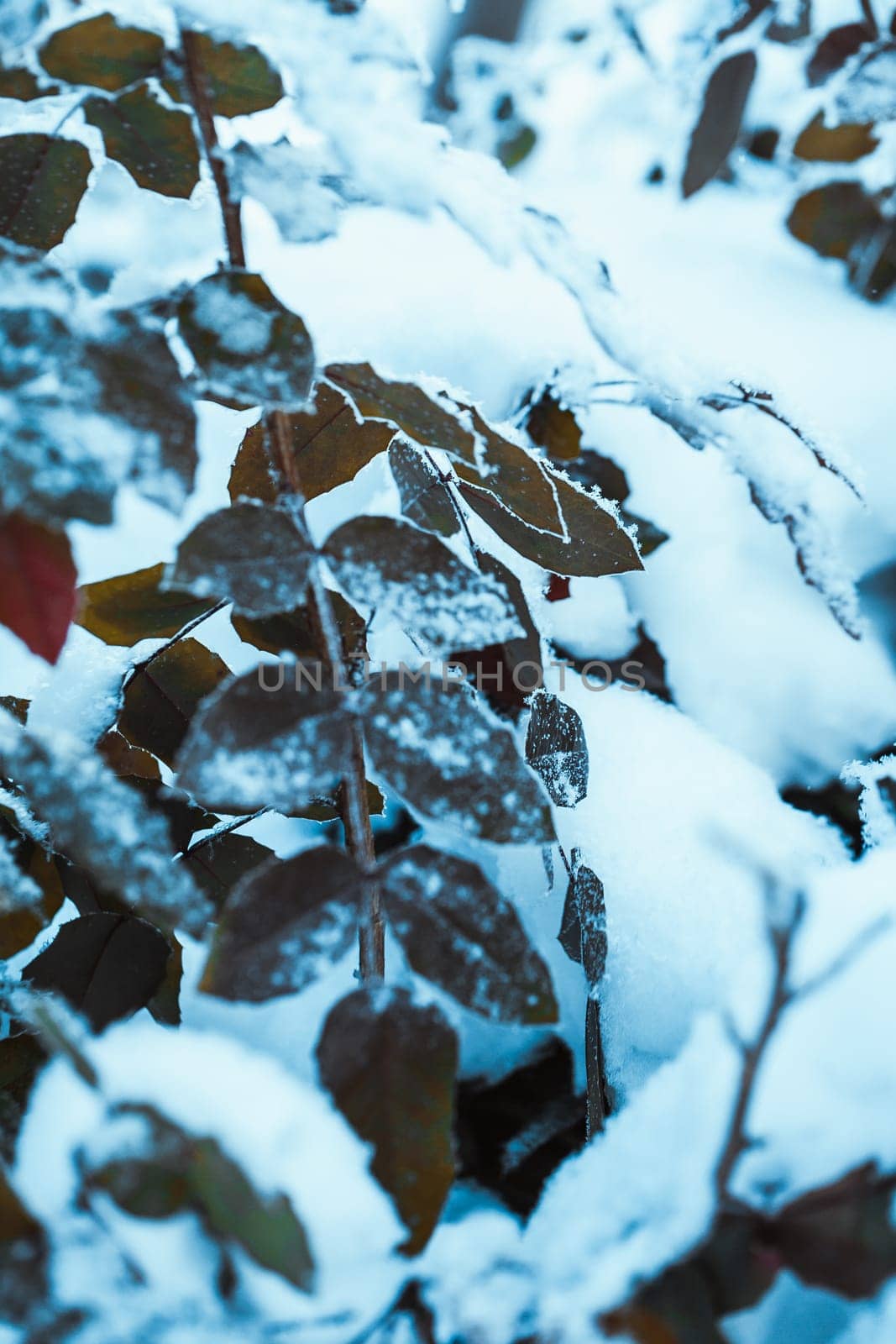 barberry close up branches in the snow.