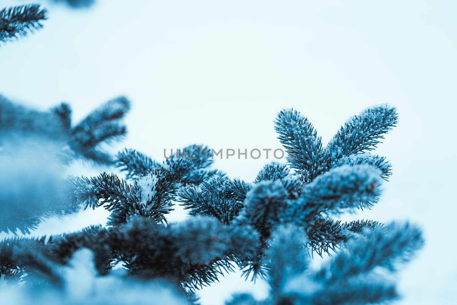 frozen spruce in hoarfrost in winter afternoon.